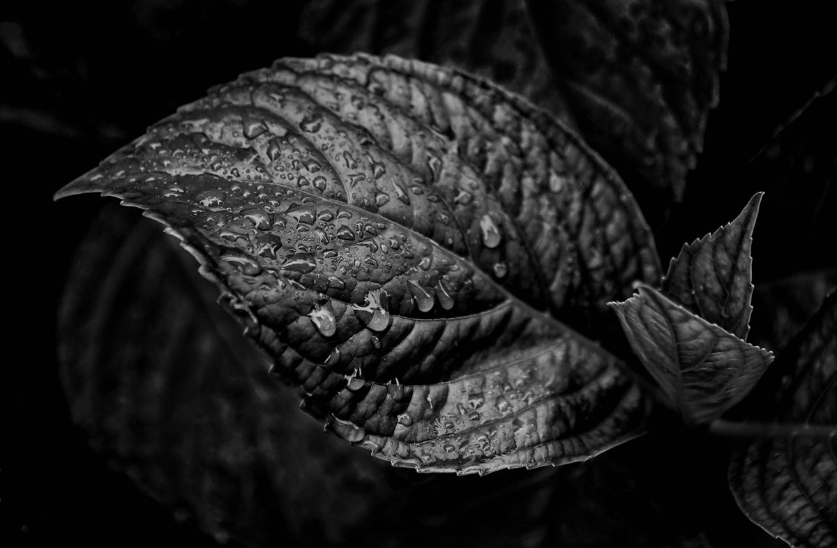Rain Drops — Black & White Photography by Giles Norman
