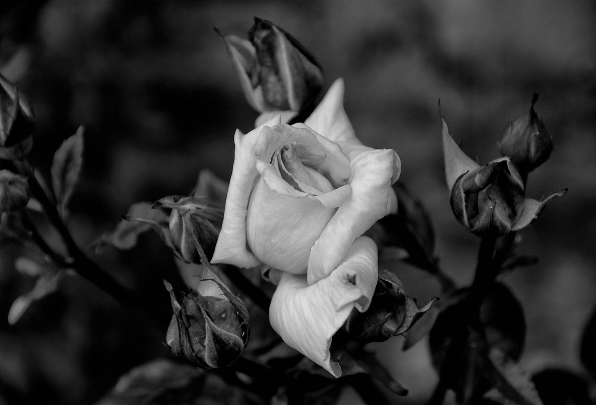 Wild Rose — Black & White Photography by Giles Norman