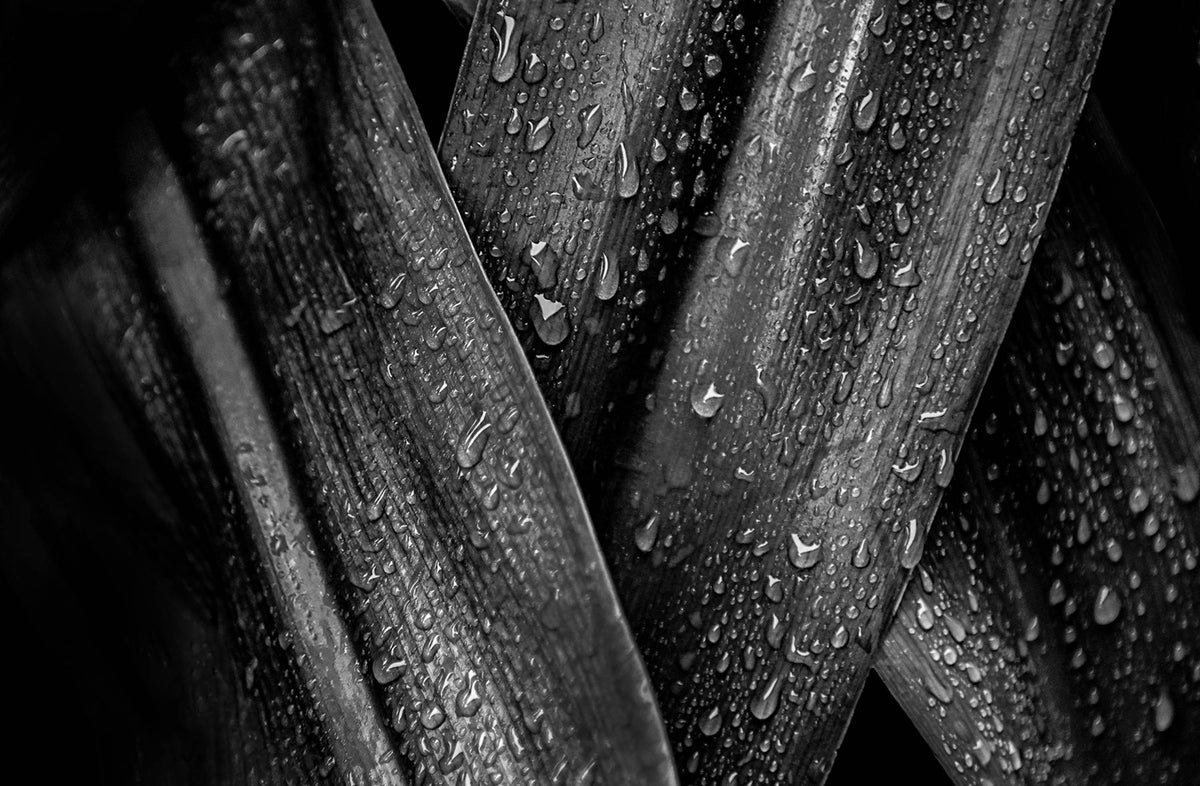 Rain Drops — Black & White Photography by Giles Norman