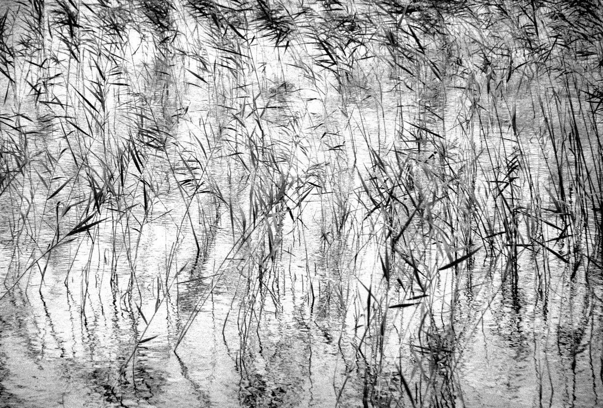 Water Reeds — Black & White Photography by Giles Norman