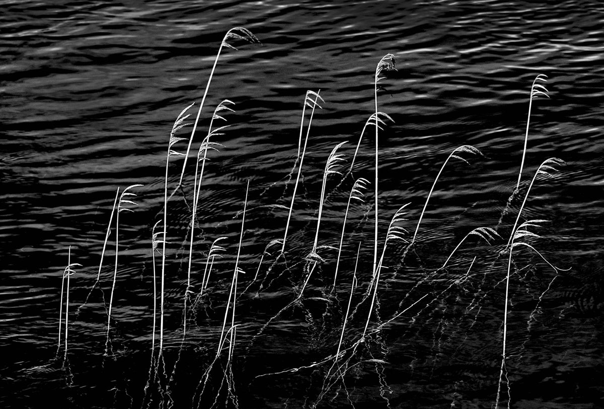 Water Reeds — Black & White Photography by Giles Norman