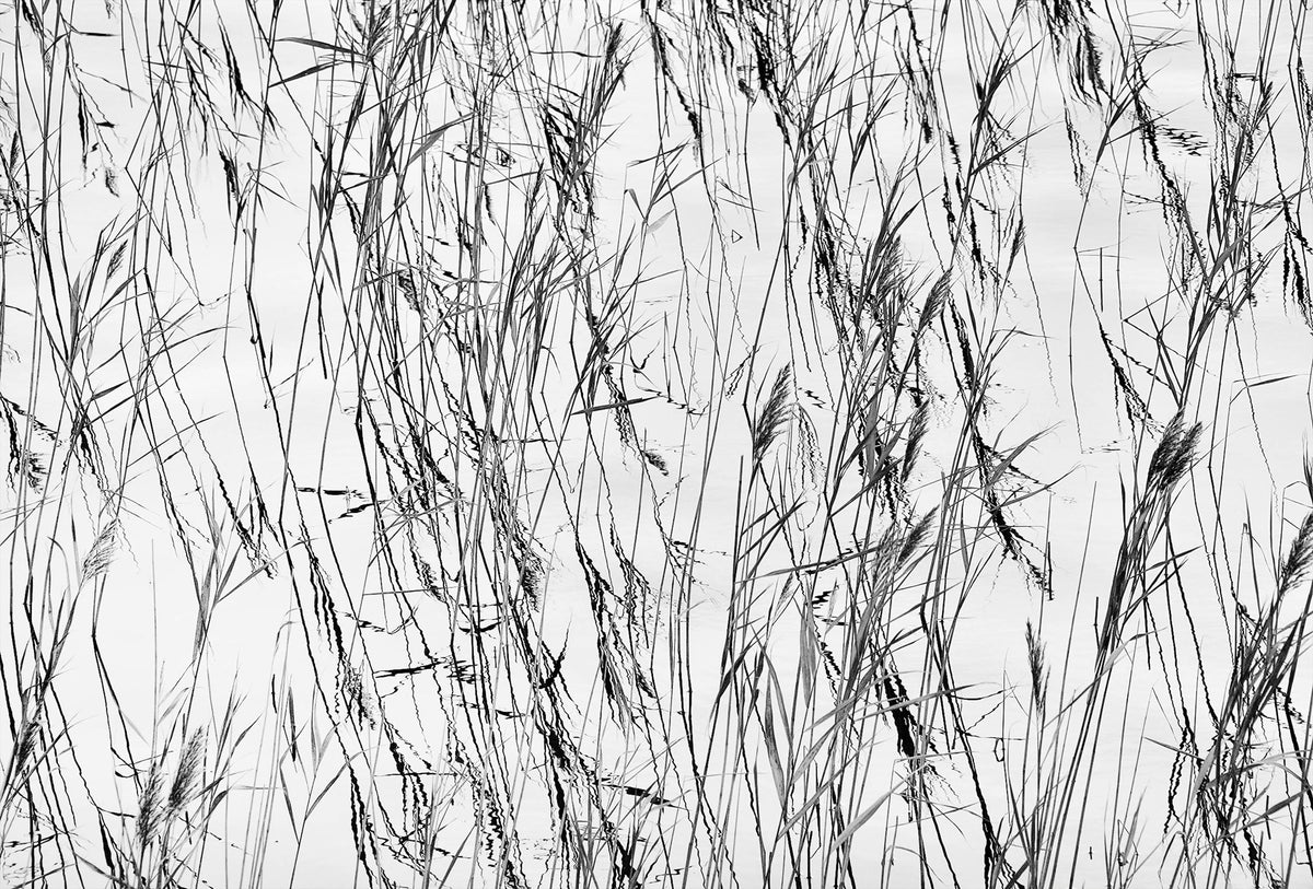 Water Reeds — Black & White Photography by Giles Norman