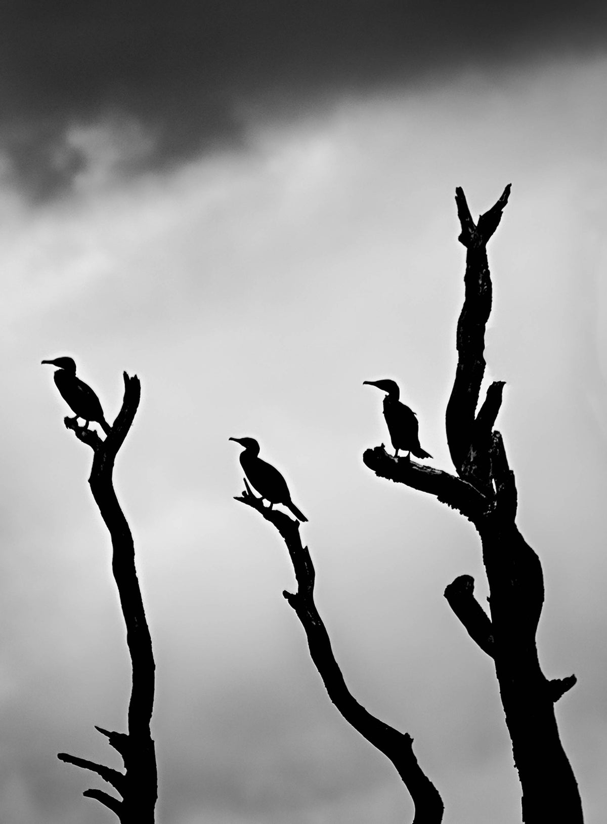 Three Birds — Black & White Photography by Giles Norman