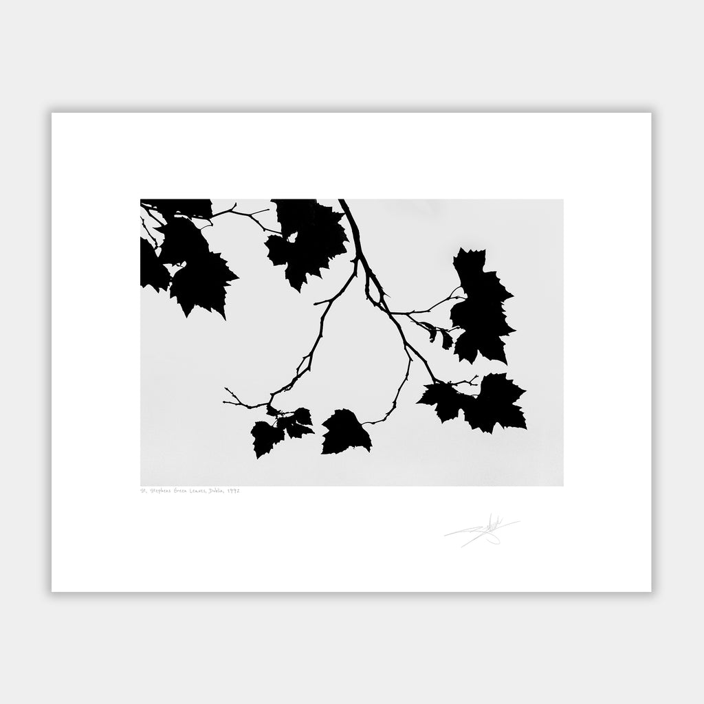 St Stephens Green Leaves, Dublin 1992