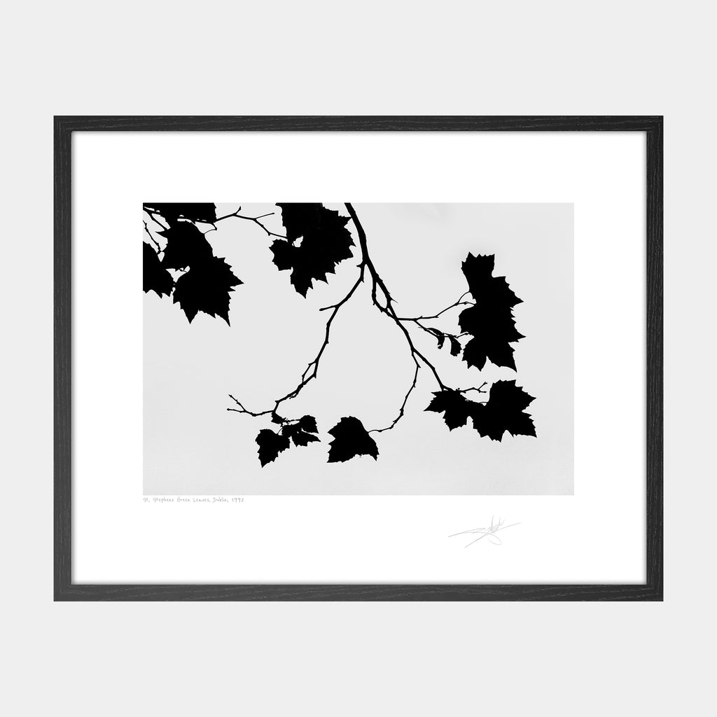 St Stephens Green Leaves, Dublin 1992