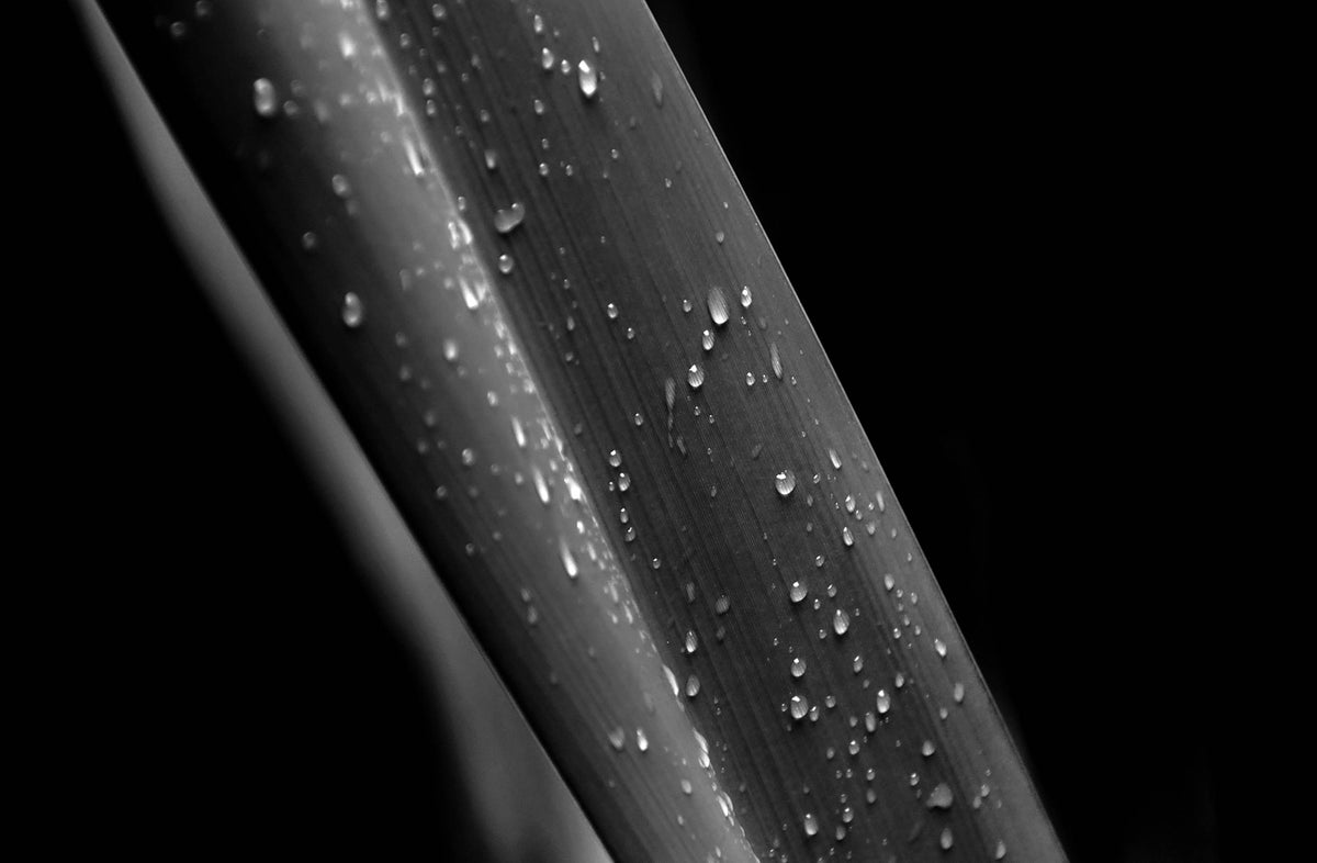 Rain Drops — Black & White Photography by Giles Norman