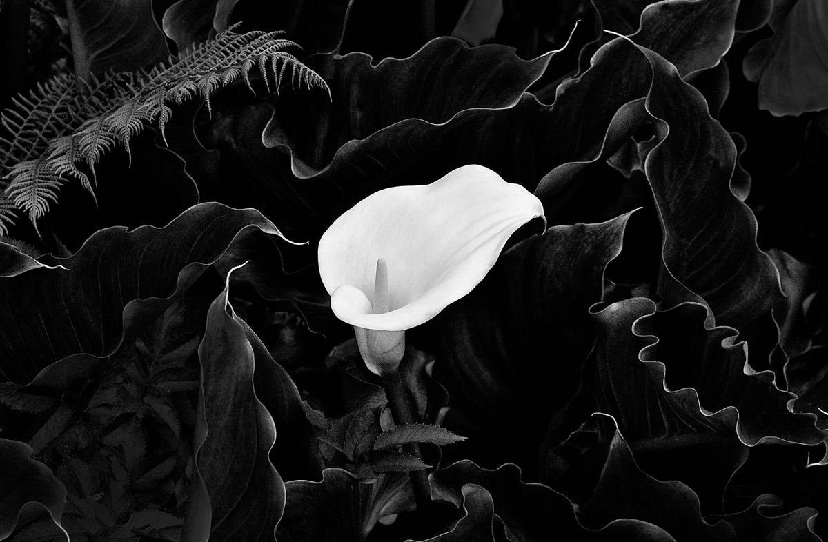 Easter Lily