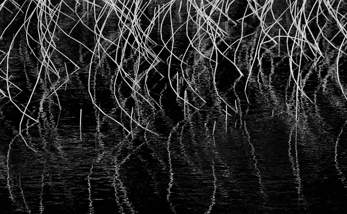 Water Reeds — Black & White Photography by Giles Norman