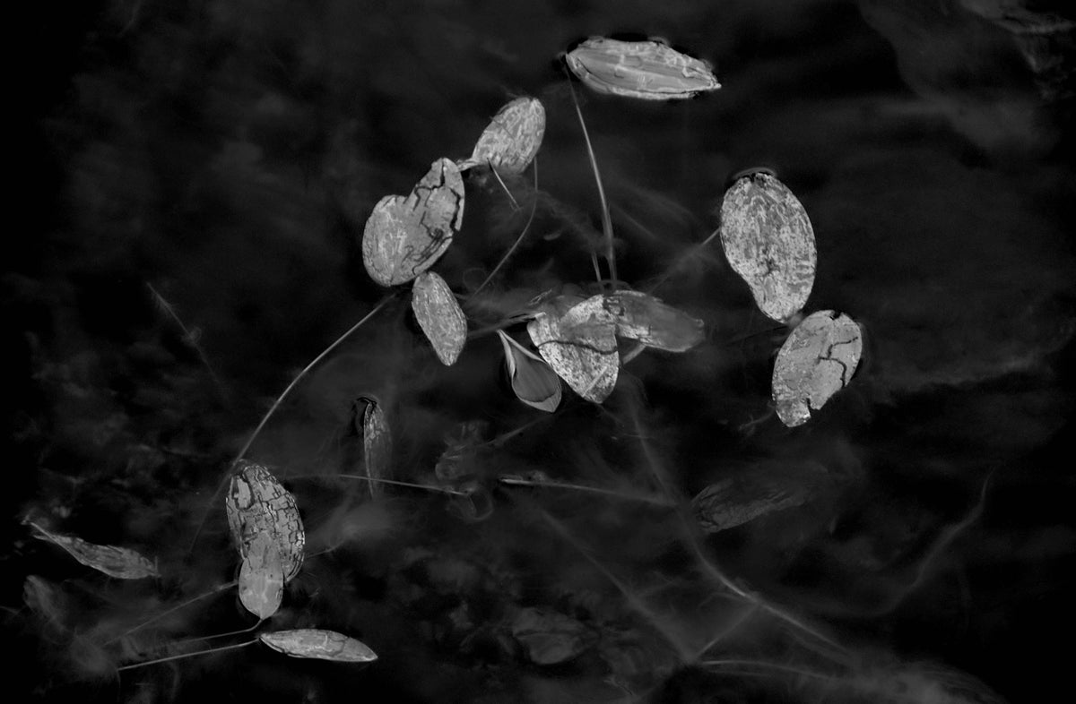 Water Leaves — Black & White Photography by Giles Norman