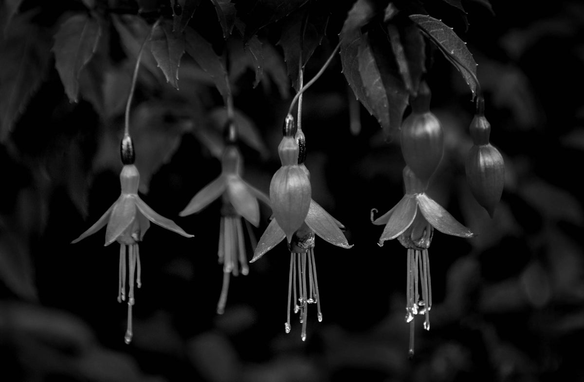 Fuchsia — Black & White Photography by Giles Norman