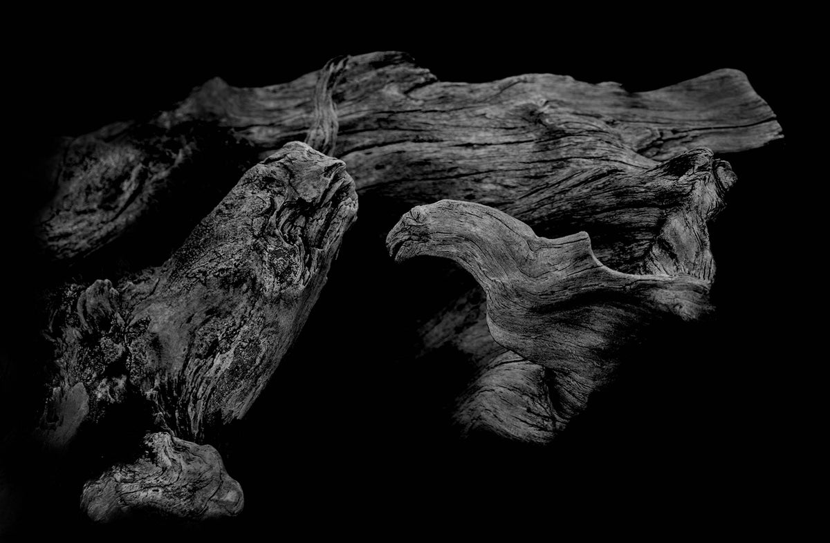Bog Oak — Black & White Photography by Giles Norman