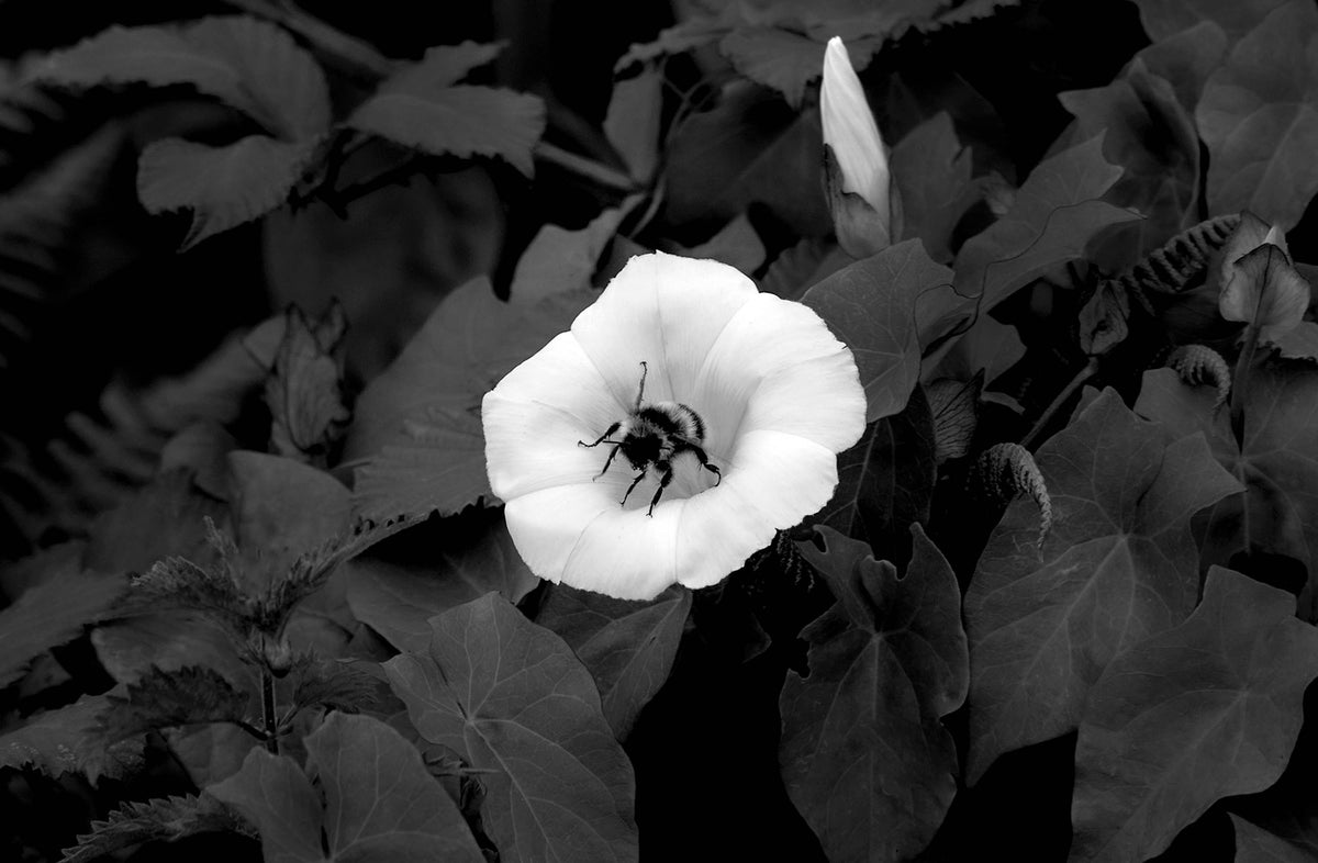 Bumble Bee — Black & White Photography by Giles Norman