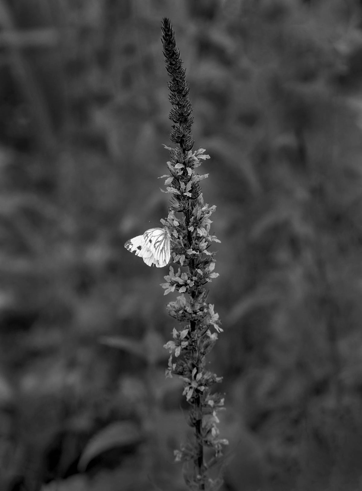Foxglove & Butterfly — Black & White Photography by Giles Norman
