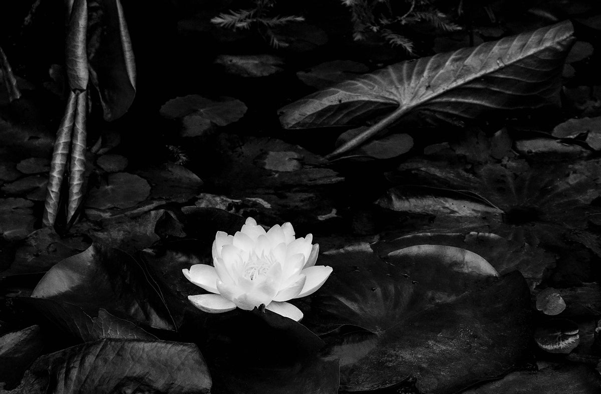 Water Lily — Black & White Photography by Giles Norman