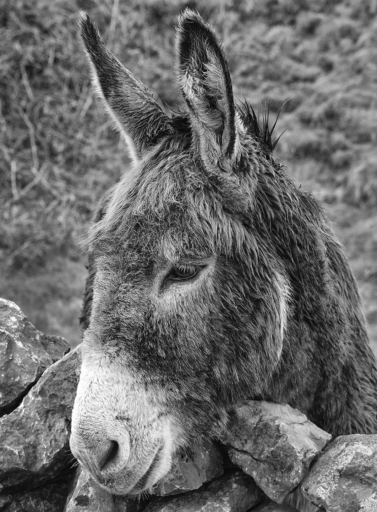 Donkey