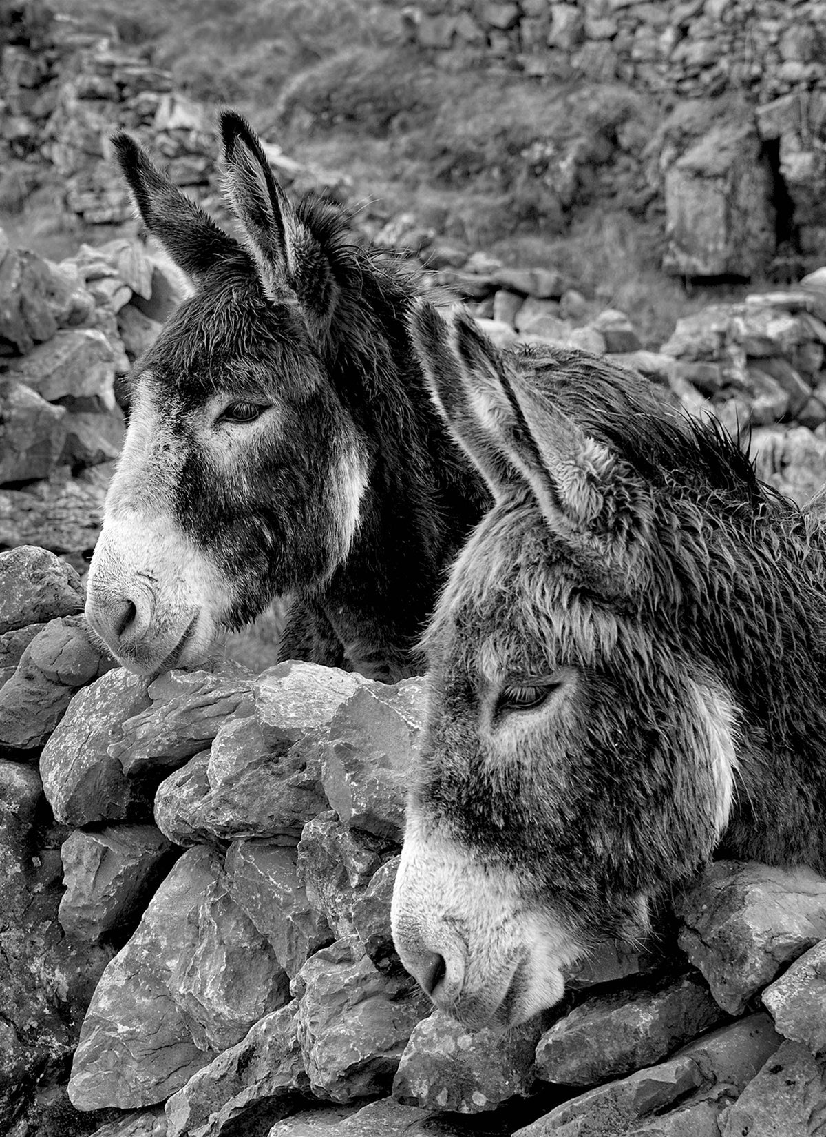 Donkeys