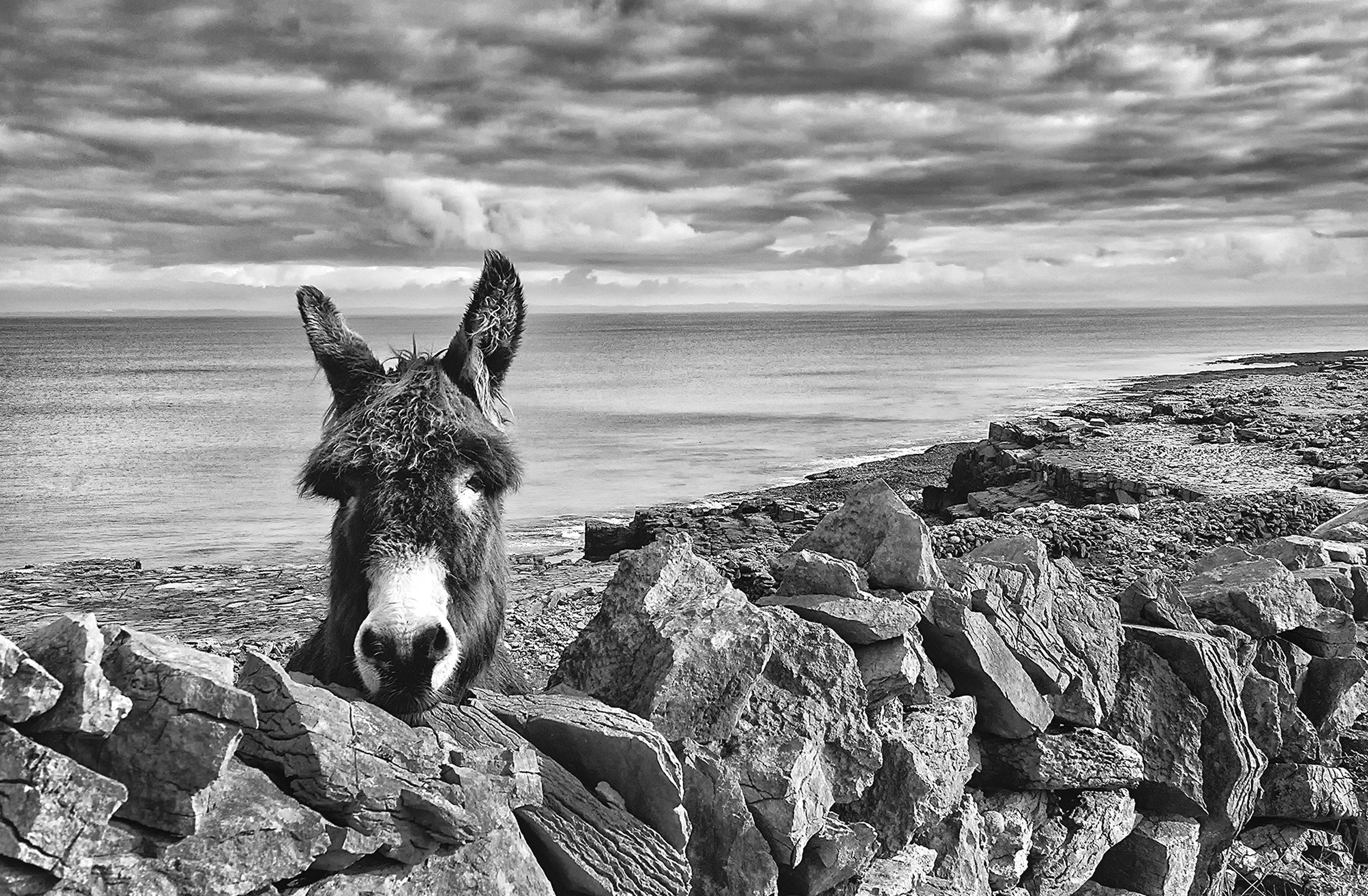 Donkey