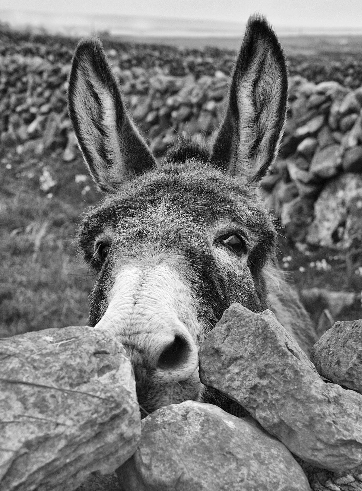 Donkey