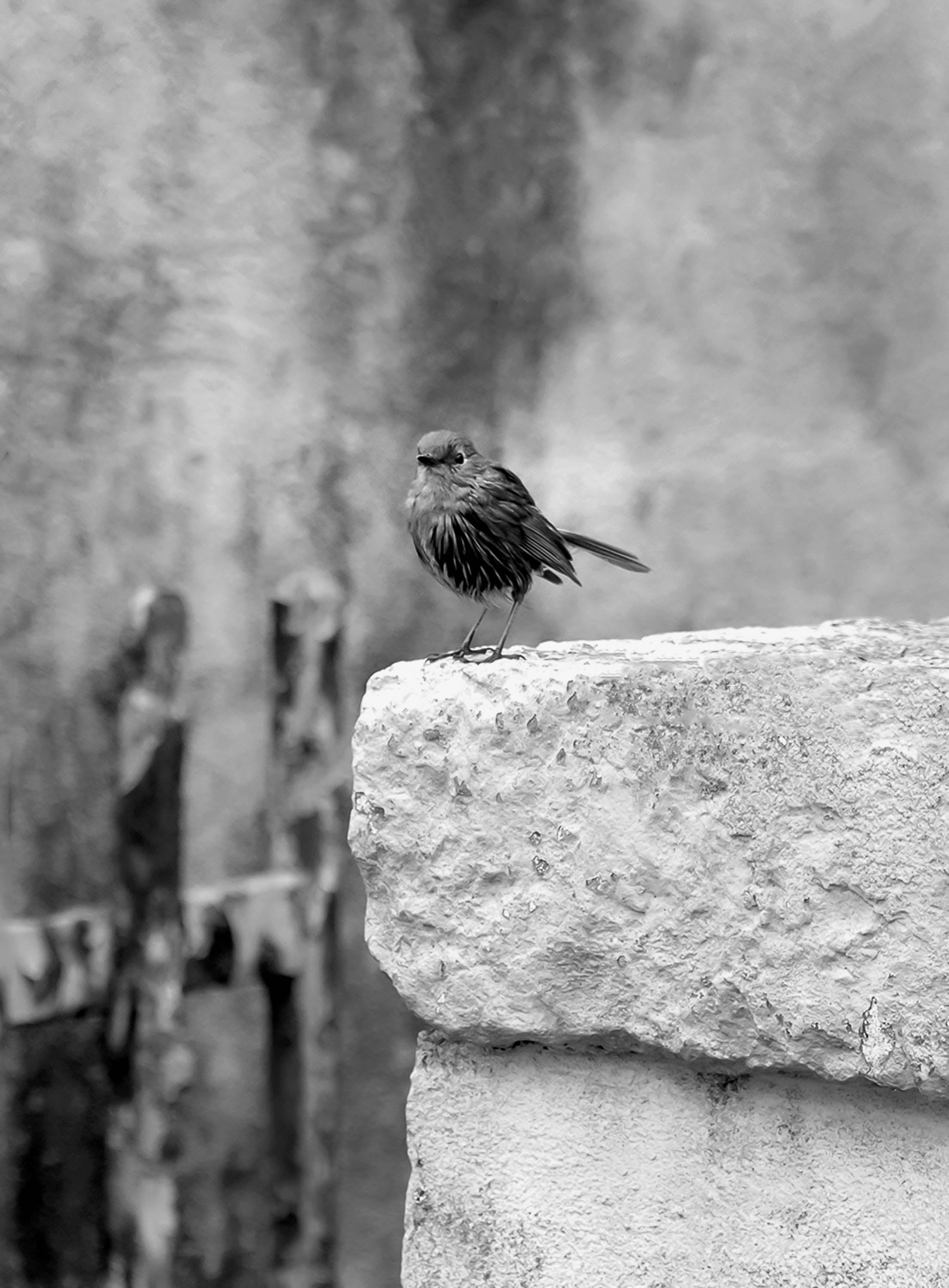 Cottage bird