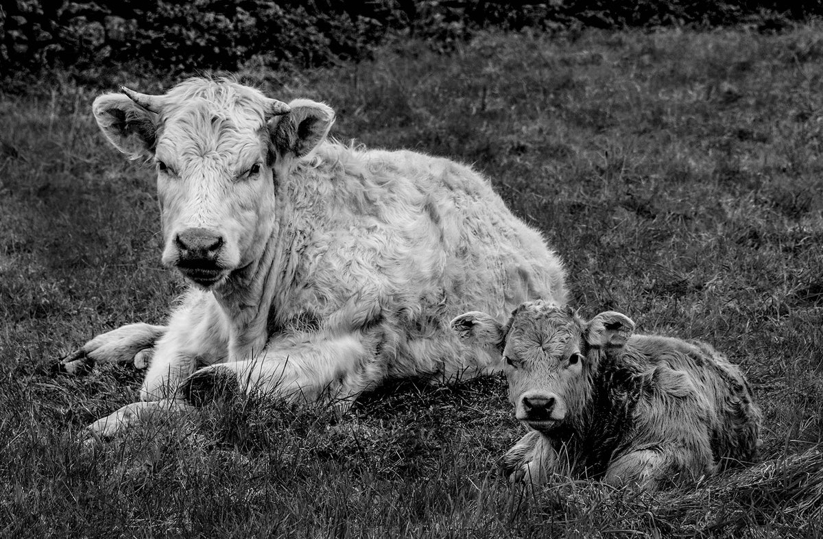 Cow and calf
