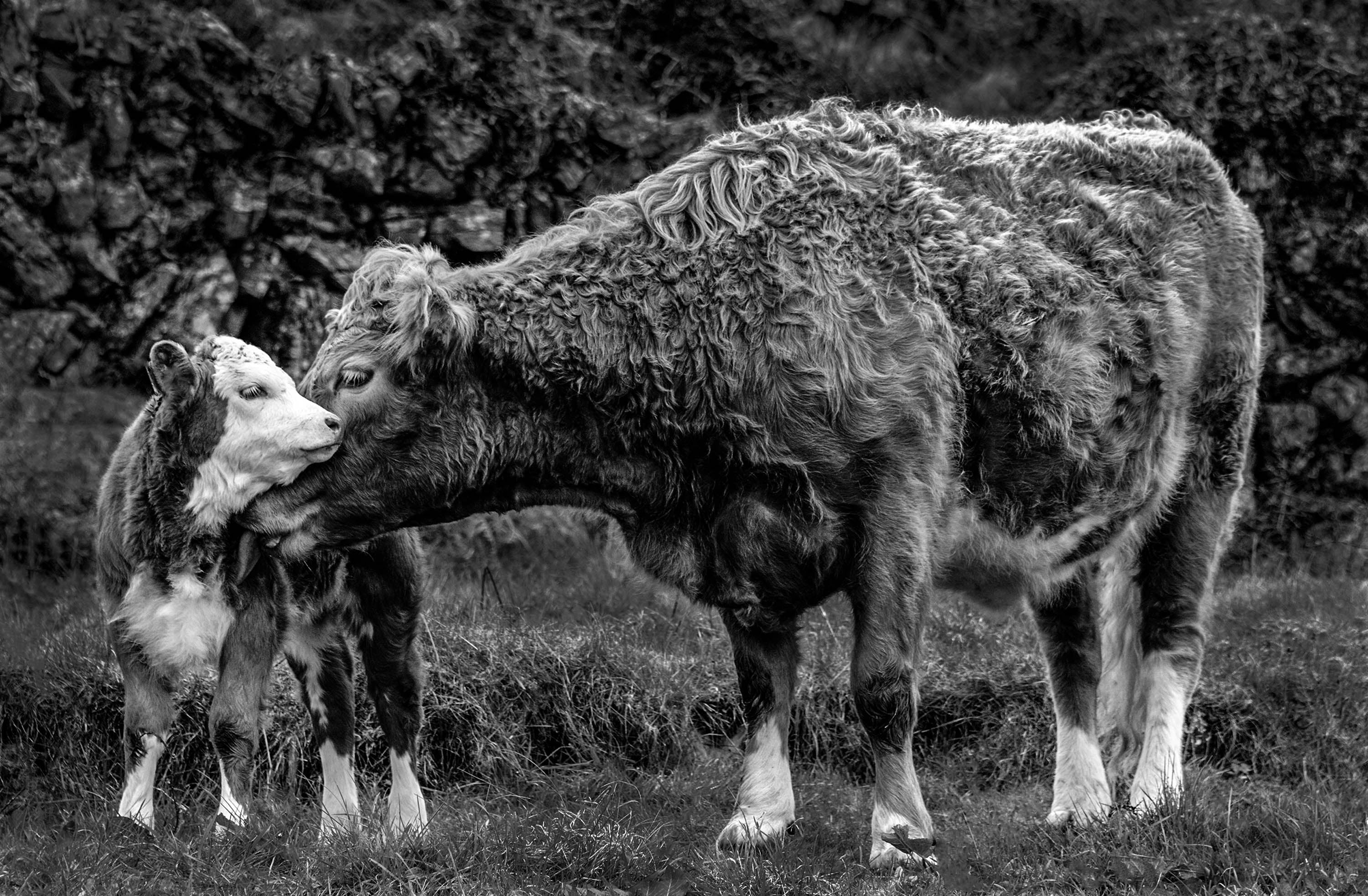 Cow and calf