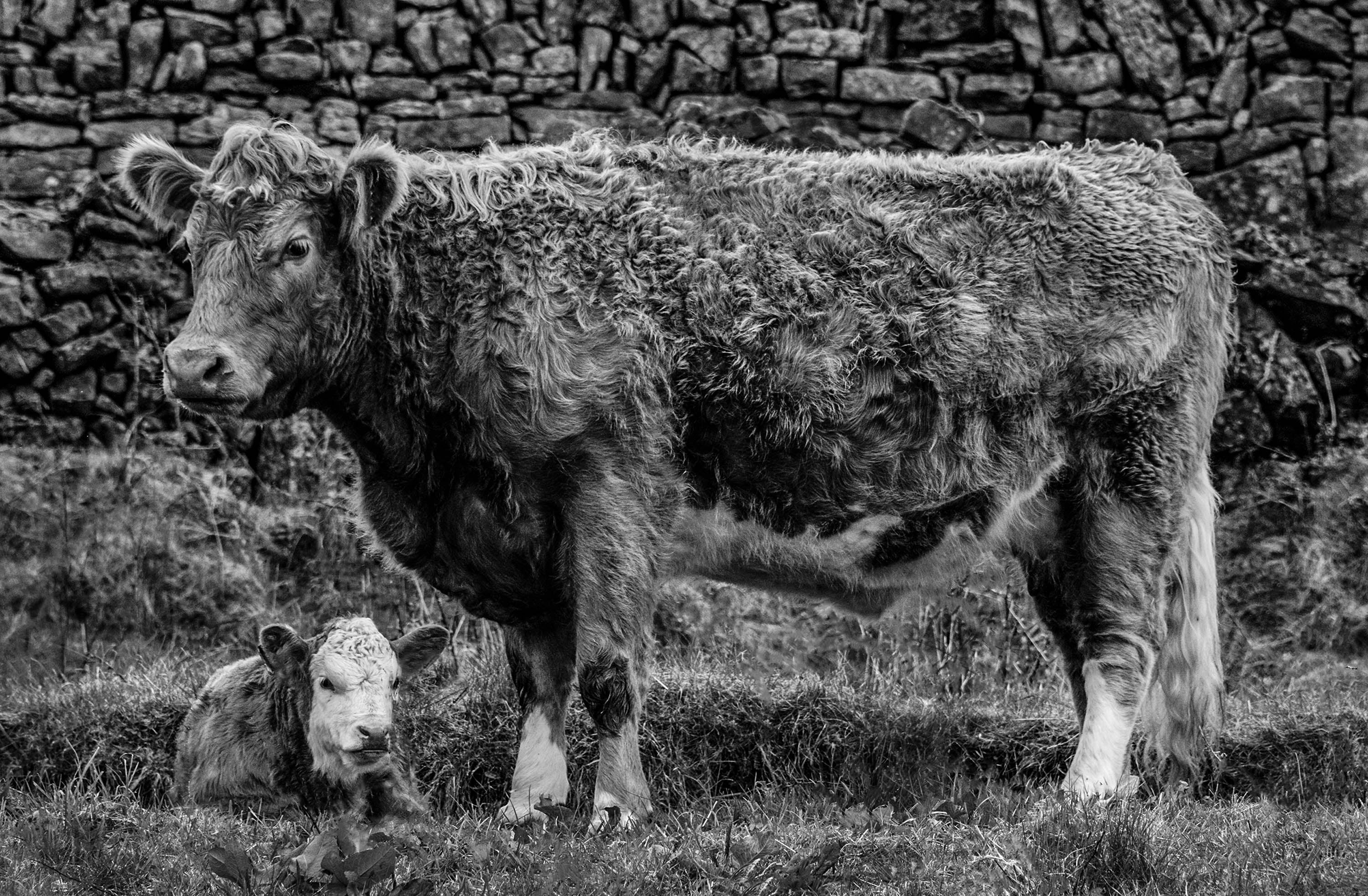 Cow and calf