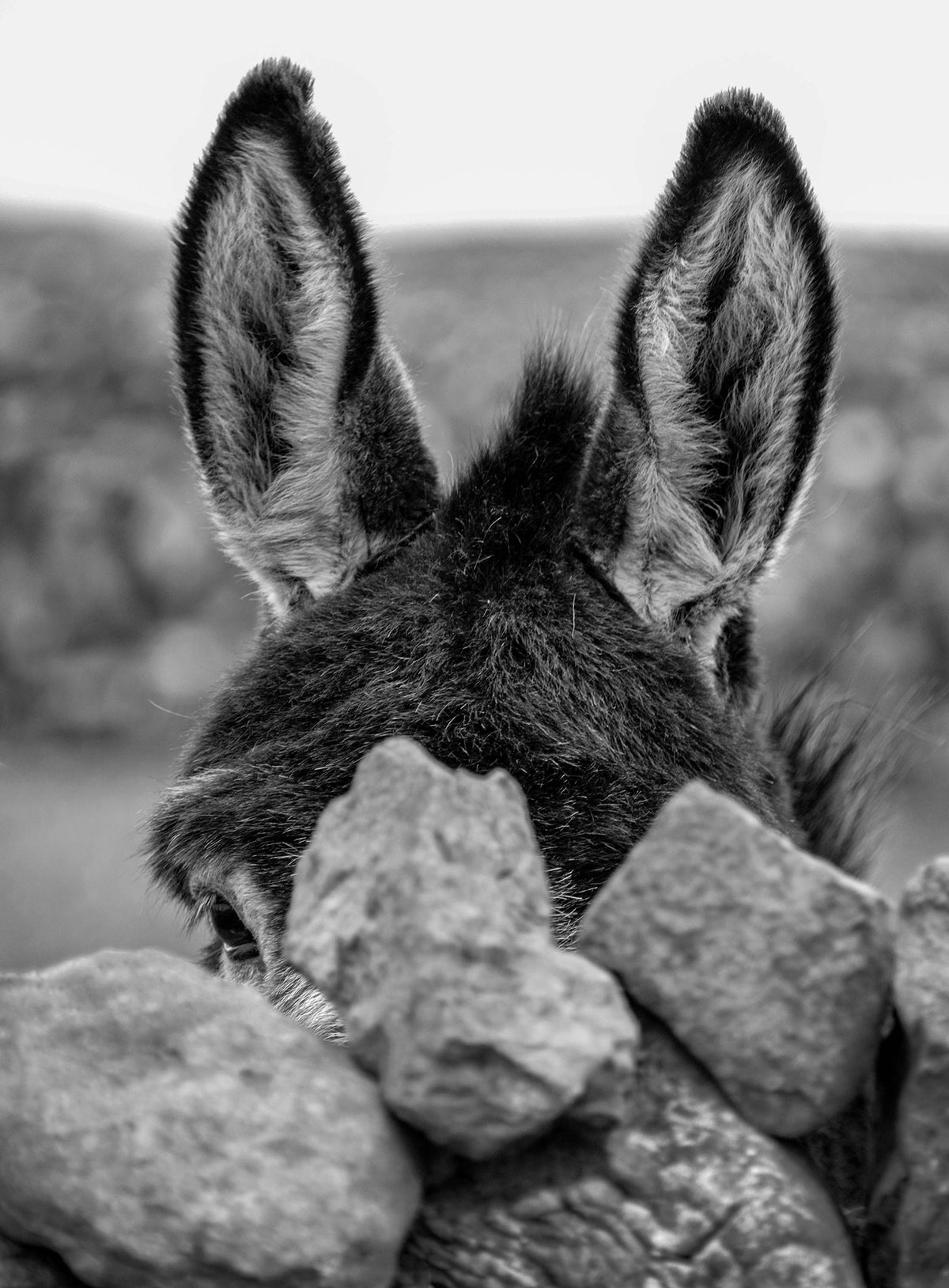 Donkey