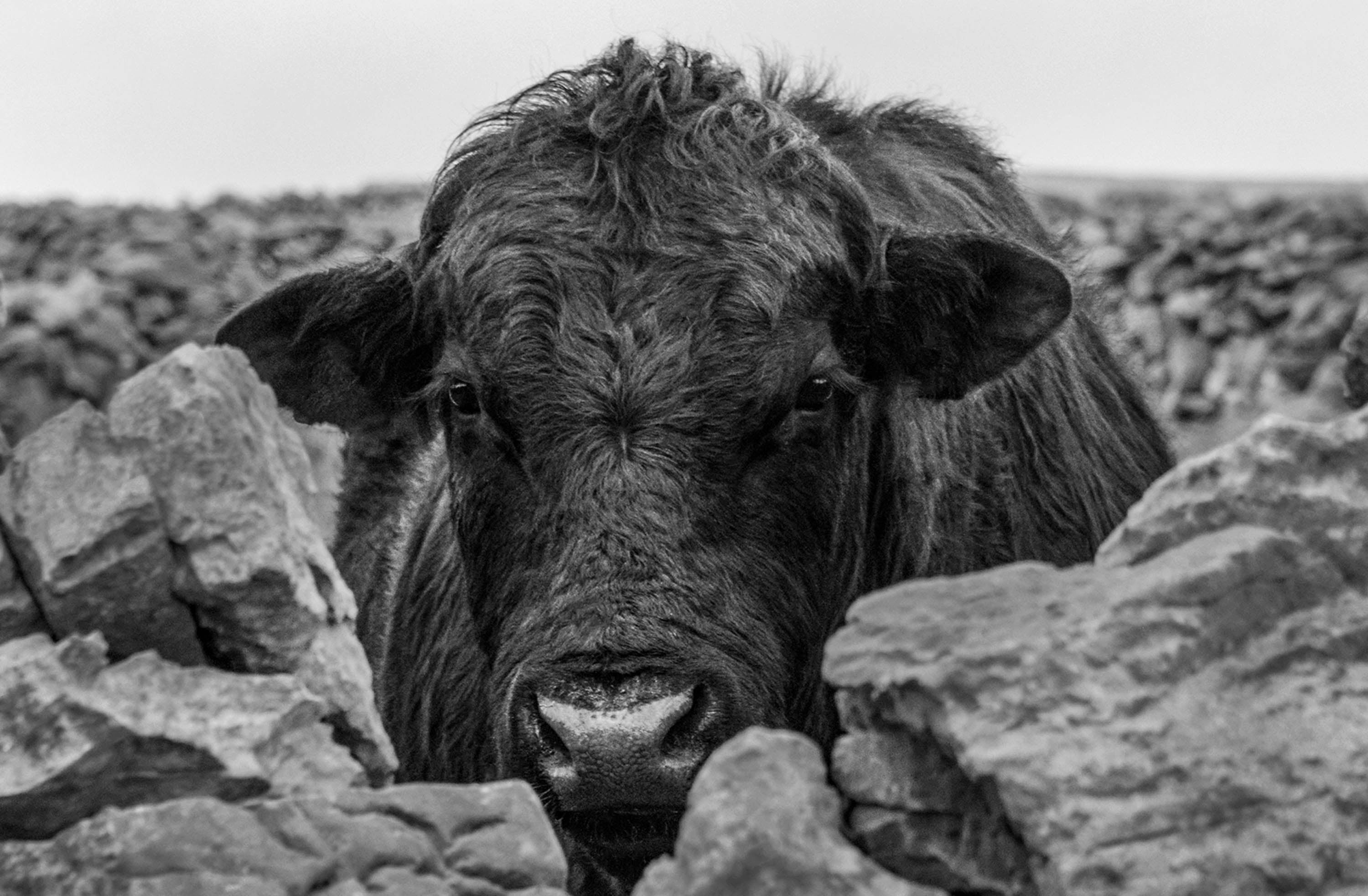 Bull