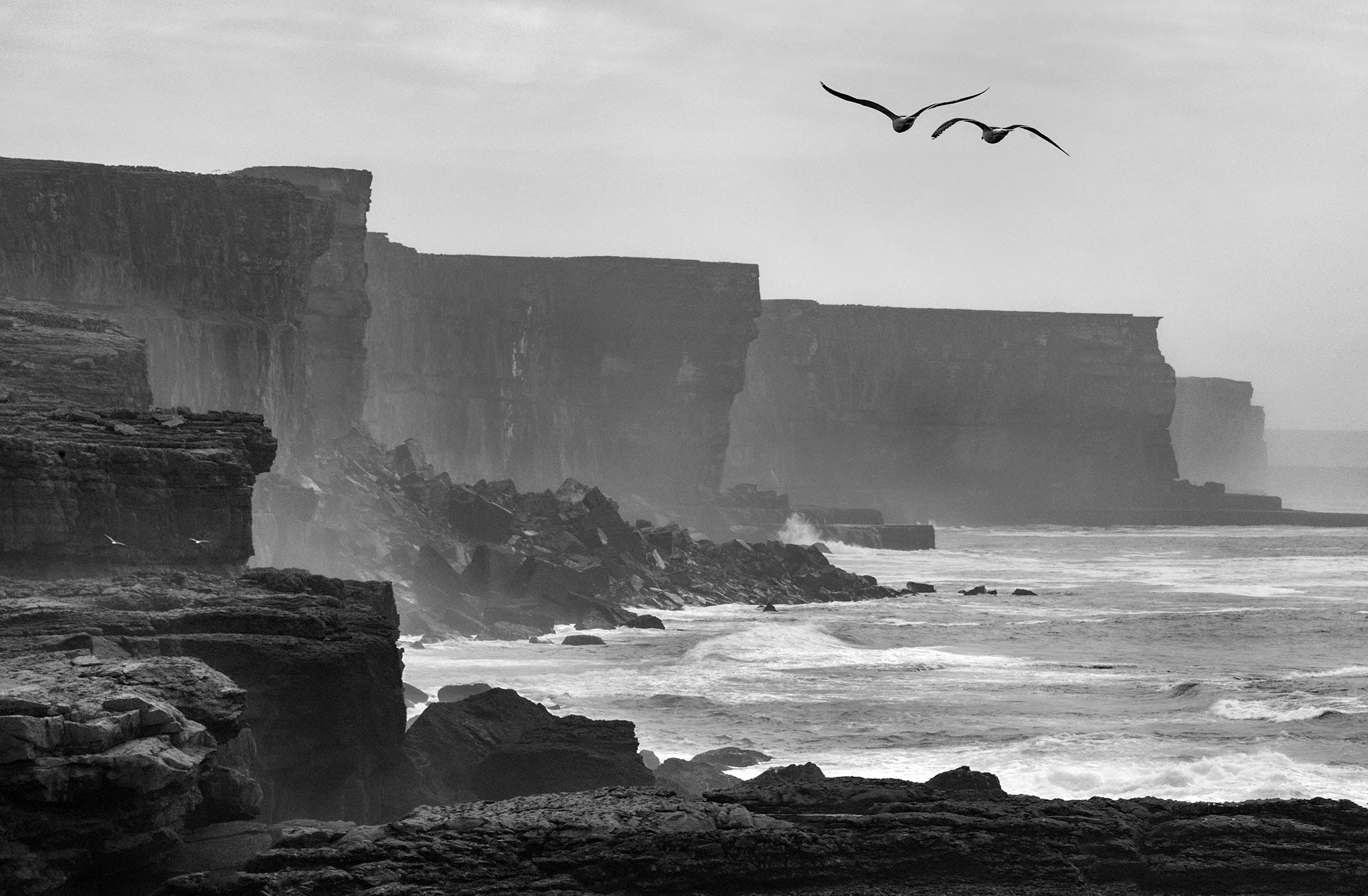 Two gulls