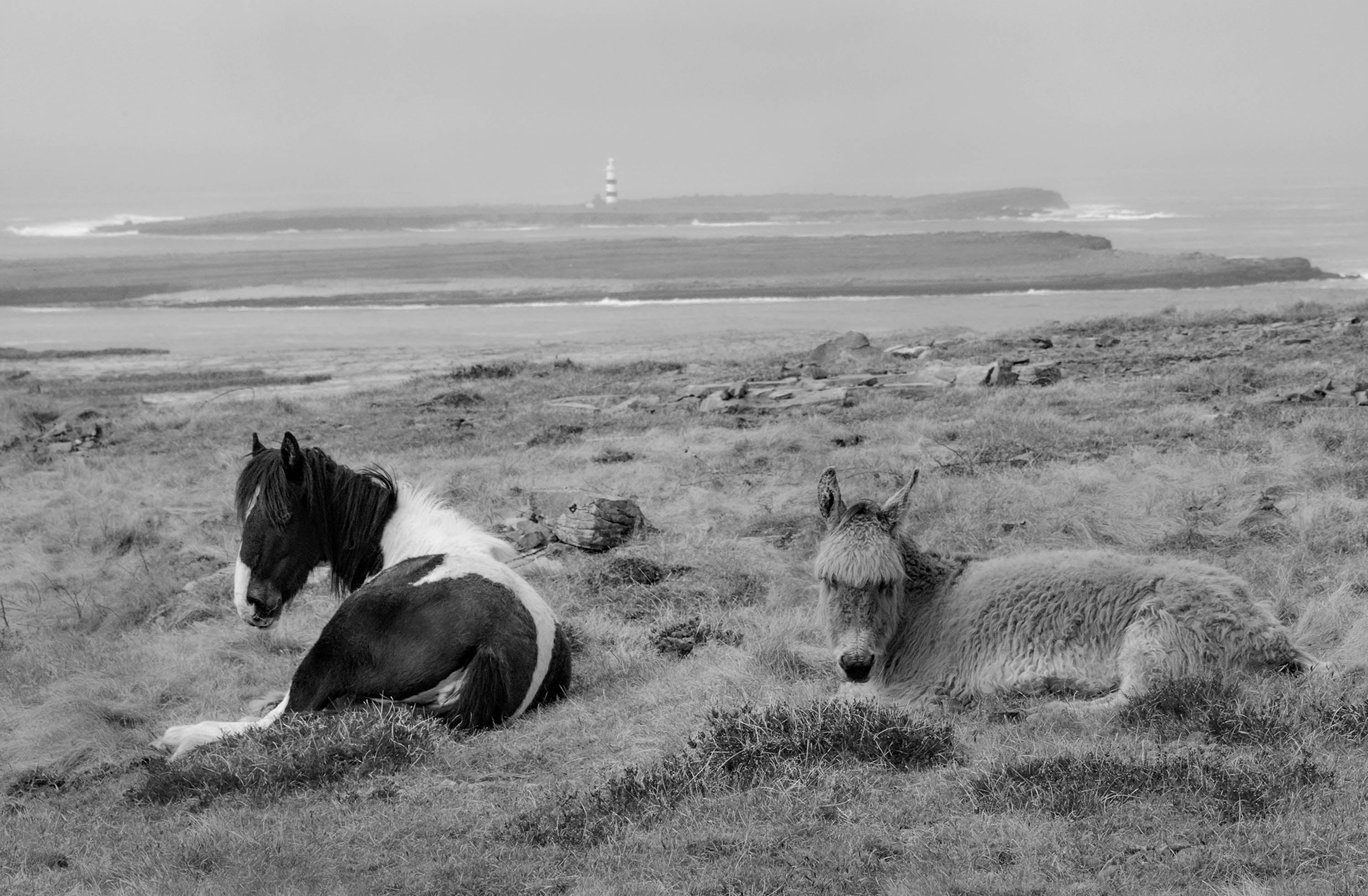 Donkey and horse