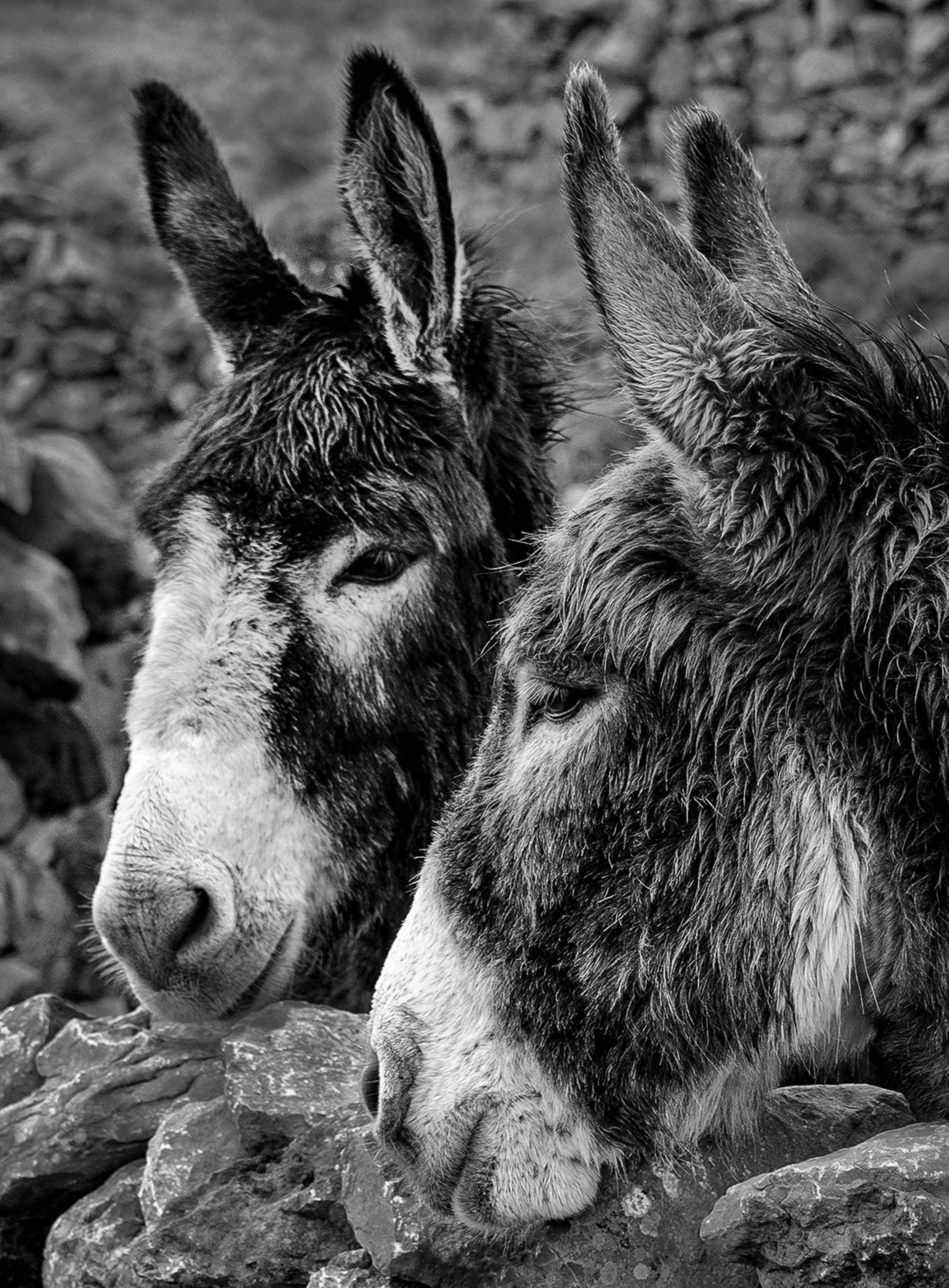 Two donkeys