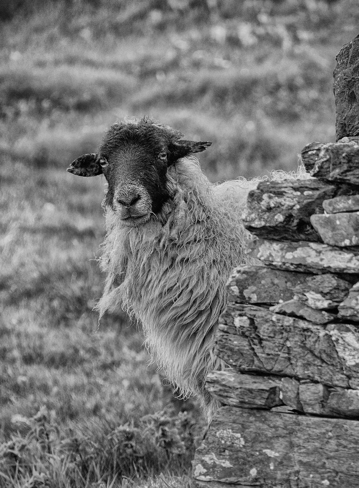 Blasket Islands sheep