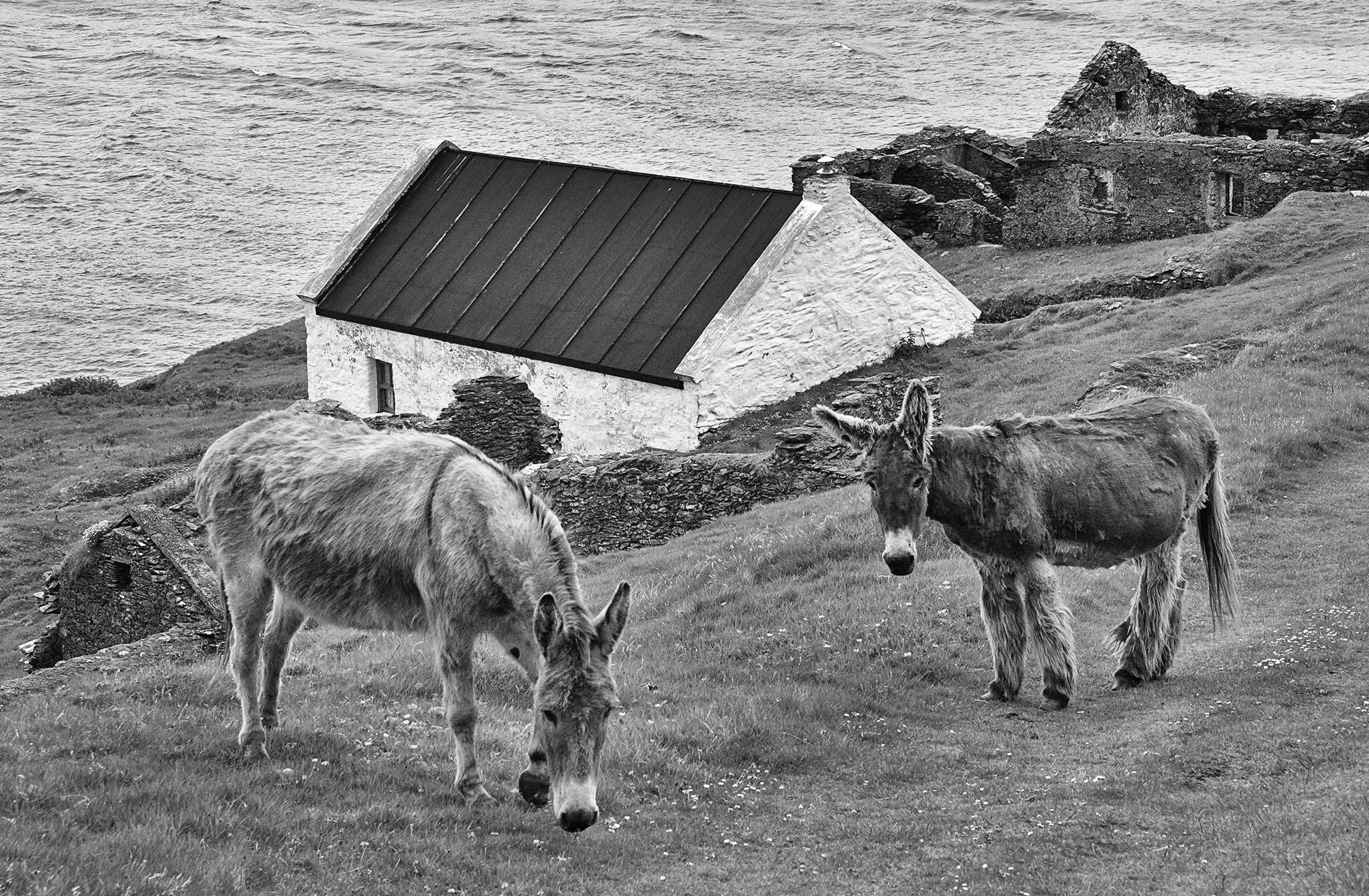 Blasket Island Donkeys