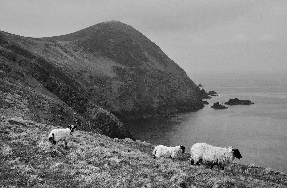 Blasket Island Sheep