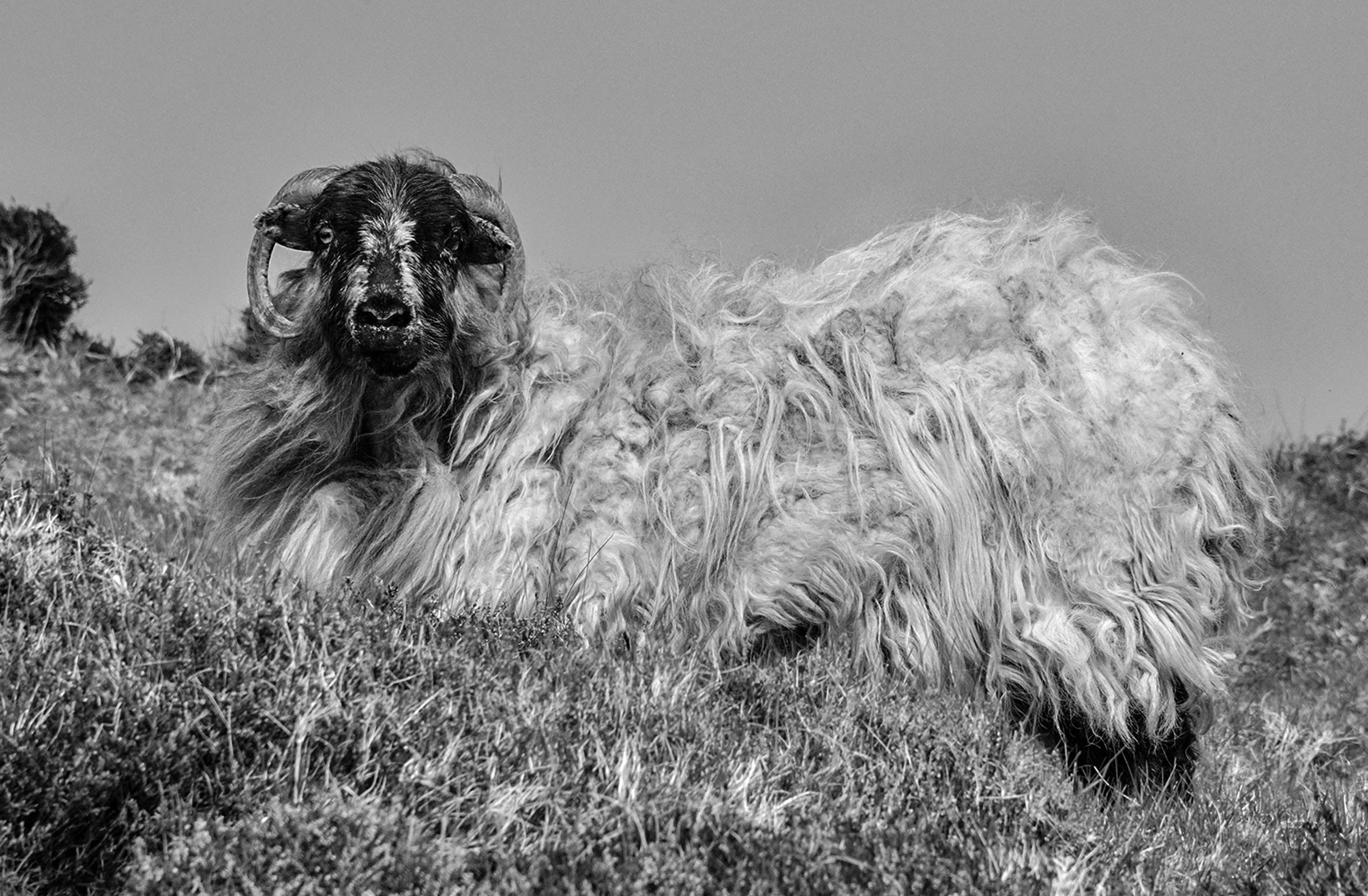 Blasket Island Sheep