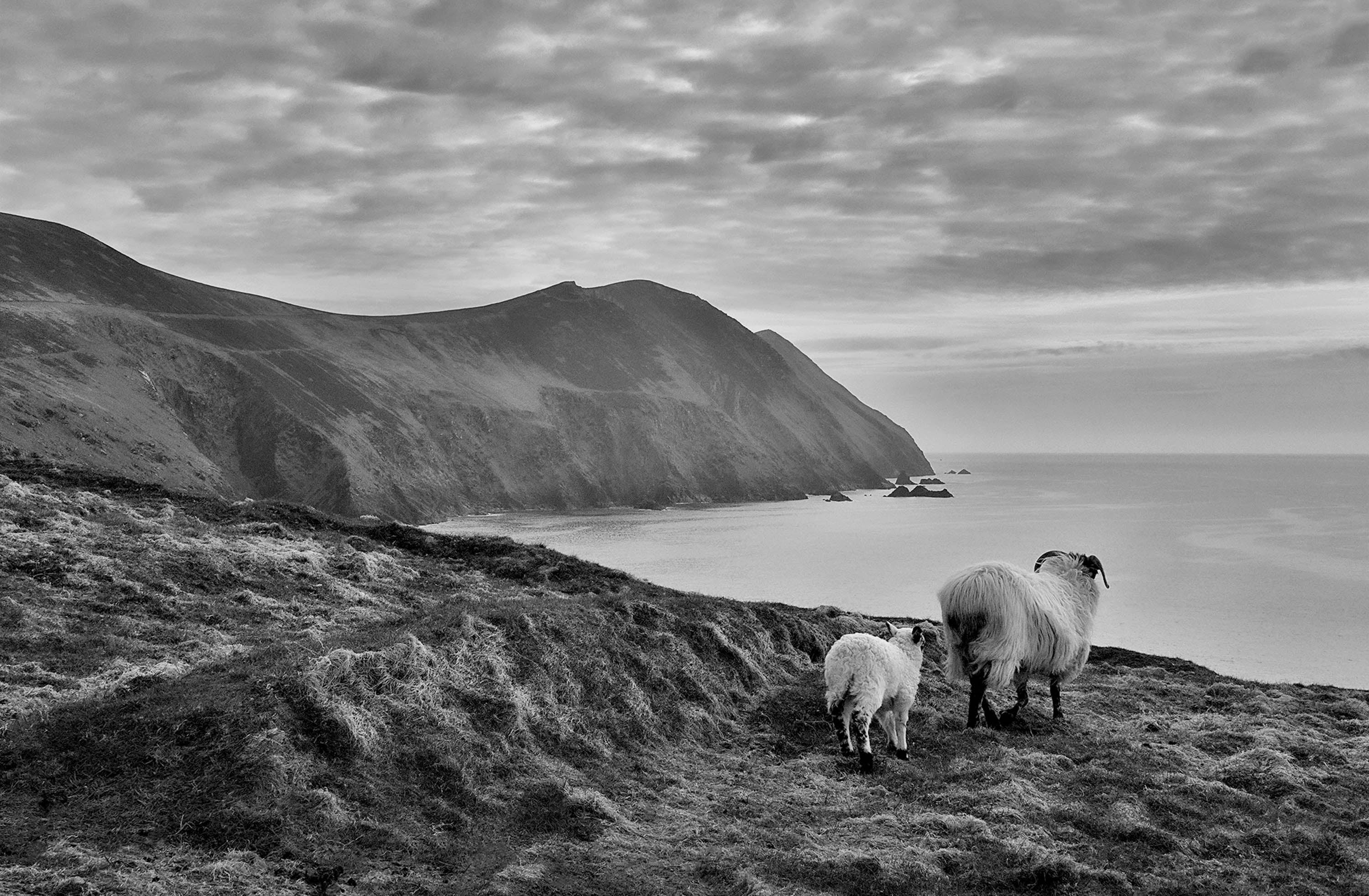 Blasket Island Sheep
