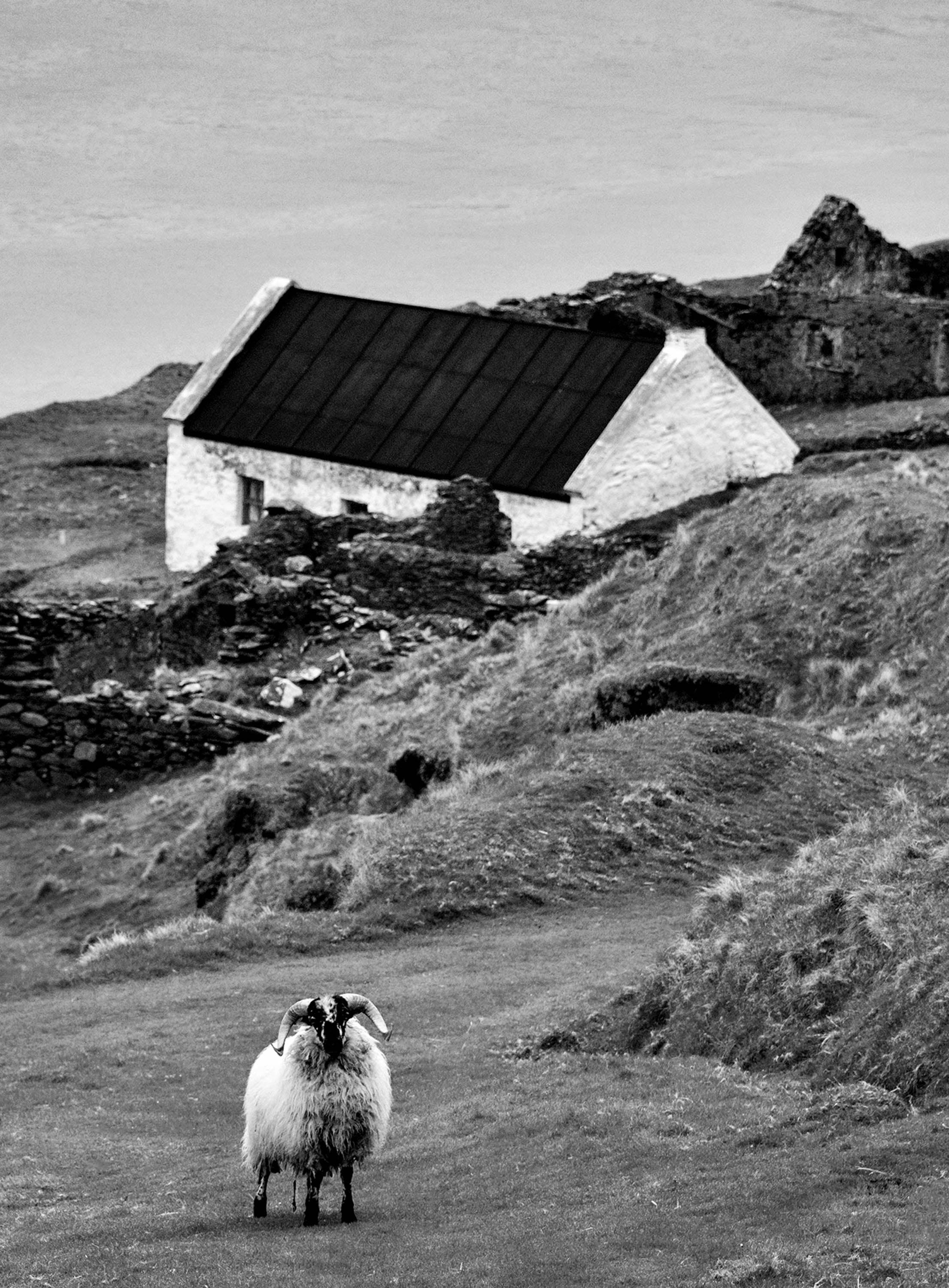 Blasket Island Sheep