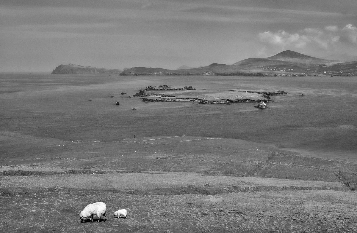 Blasket Island Sheep