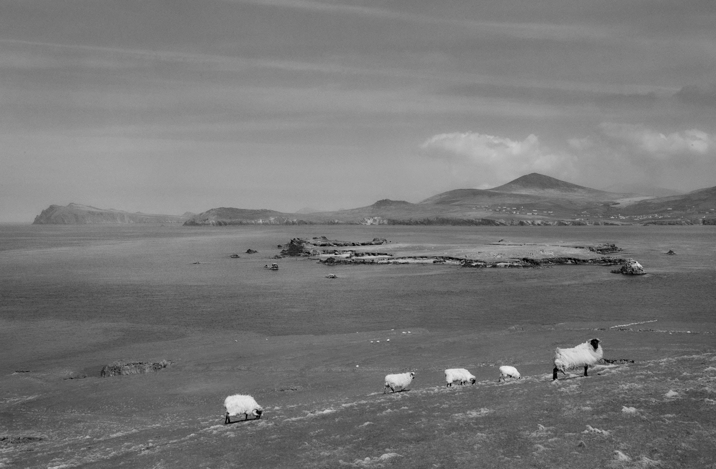 Blasket Island Sheep