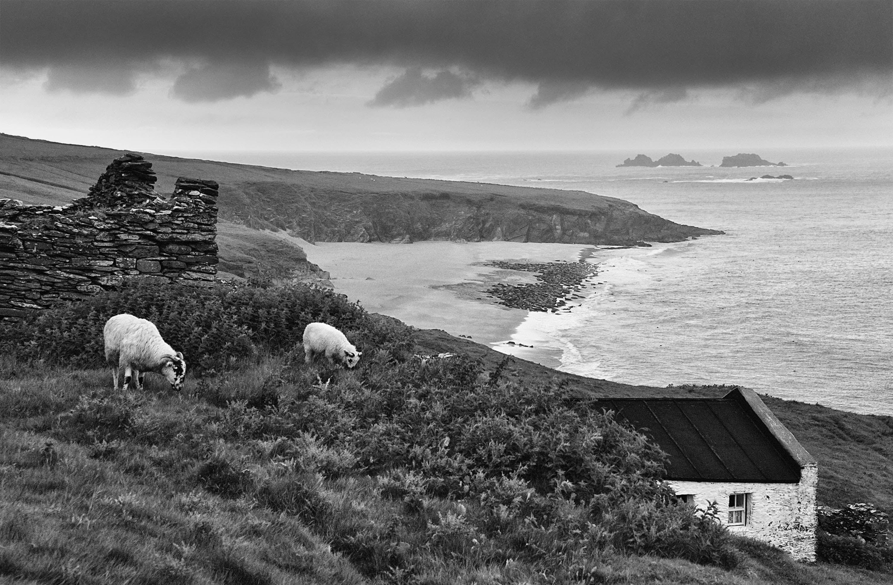 Blasket Island Sheep, Kerry Ireland 2021