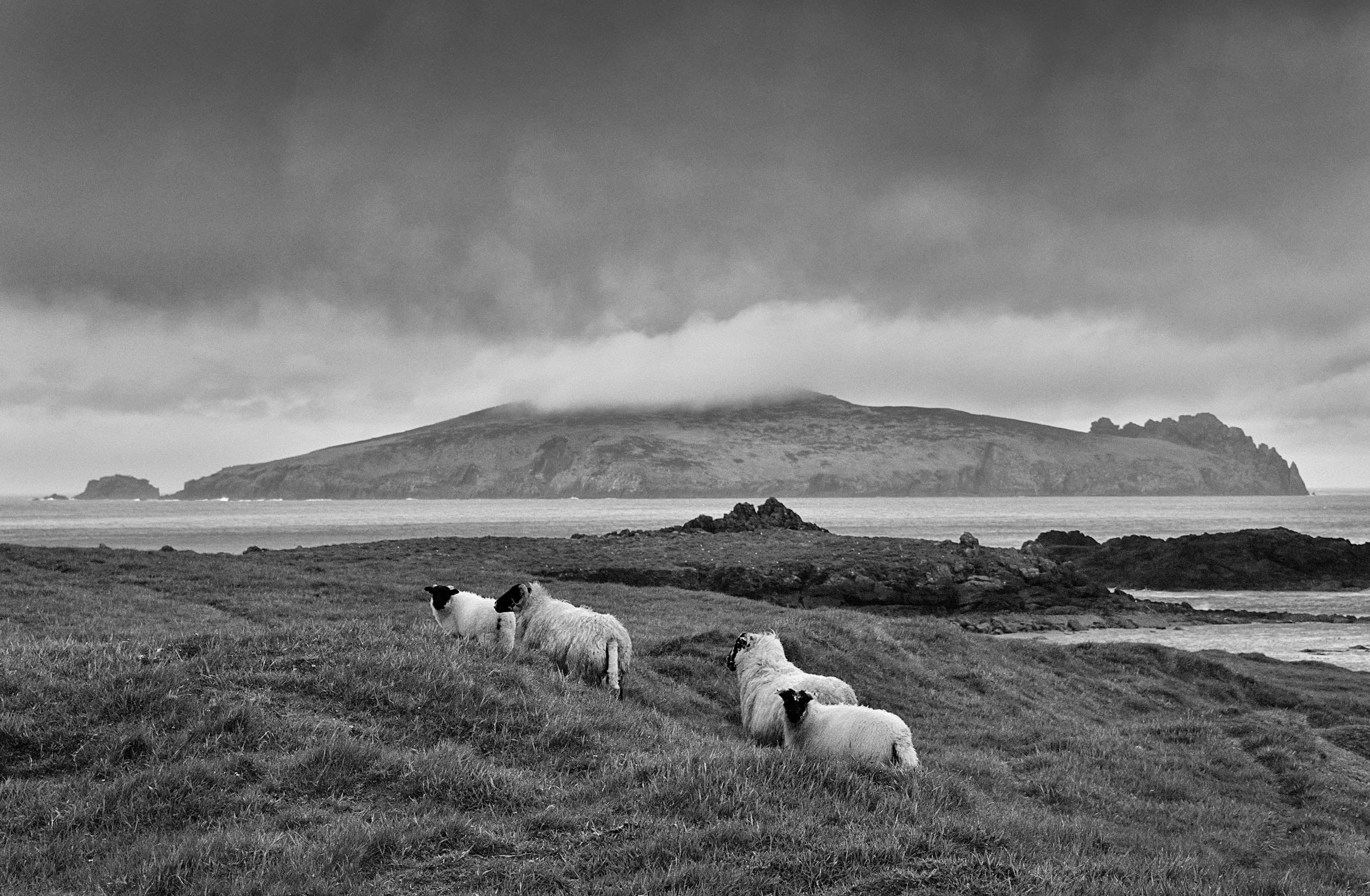 Blasket Island sheep Kerry Ireland 2021
