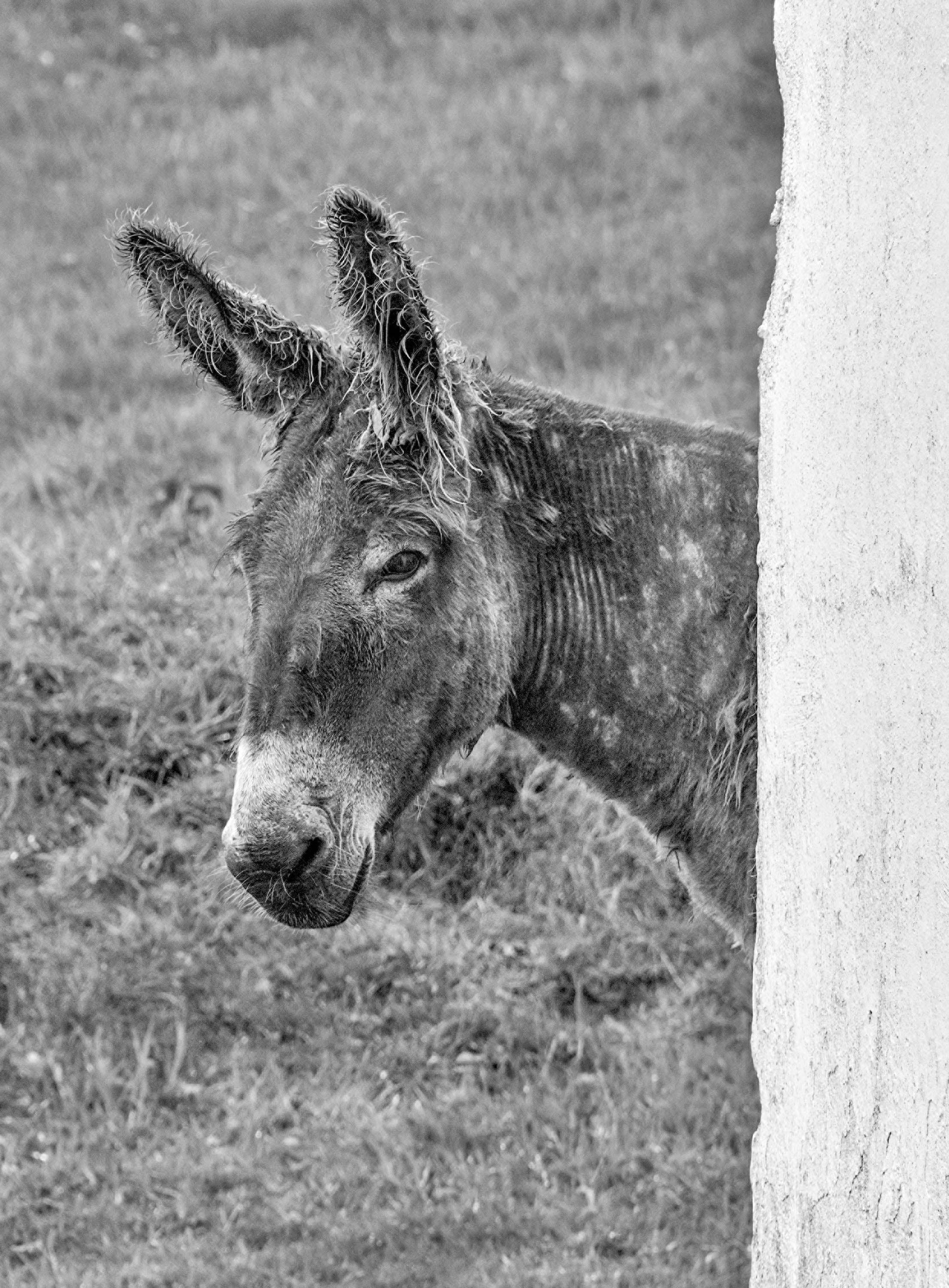 Blasket Island Donkeys Kerry Ireland 2021
