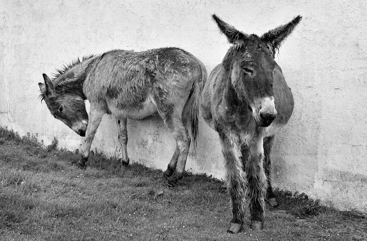 Blasket Island Donkeys 