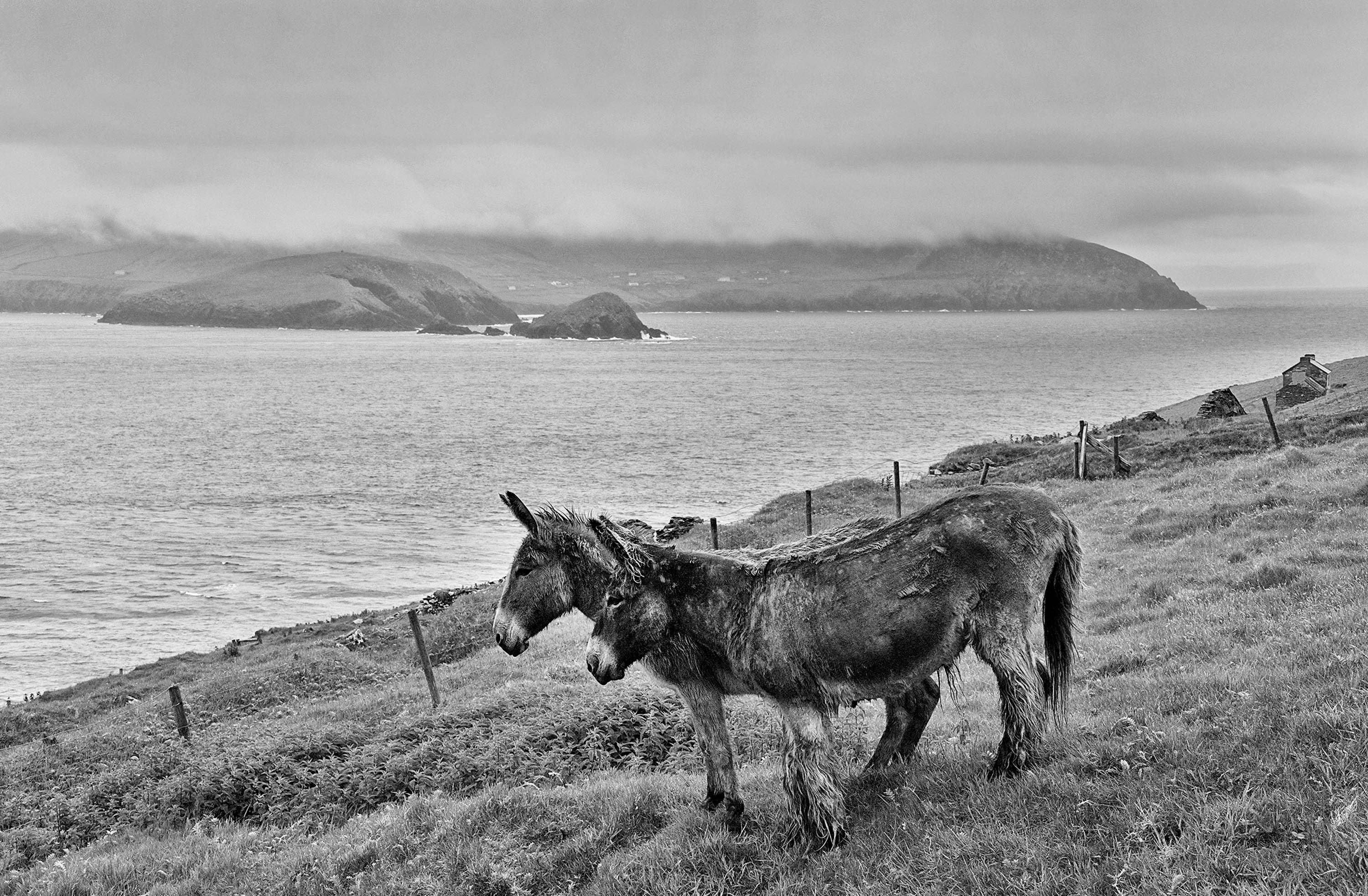 Two Donkeys Ireland Blasket islands Kerry Ireland 2021