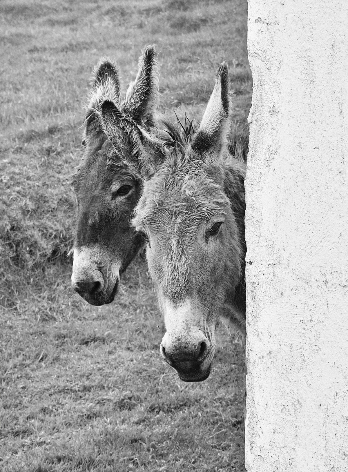 Blasket Island Donkeys