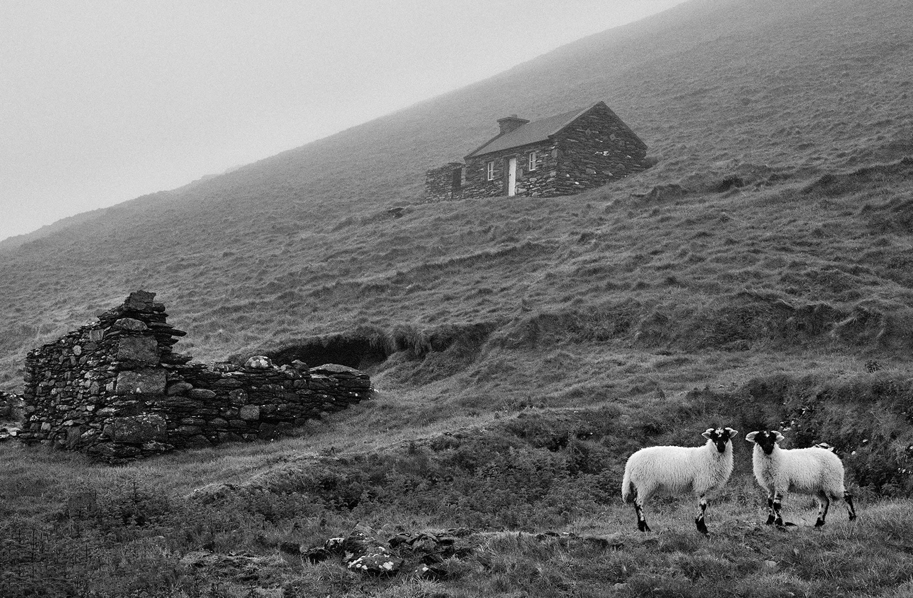 Blasket Island Sheep