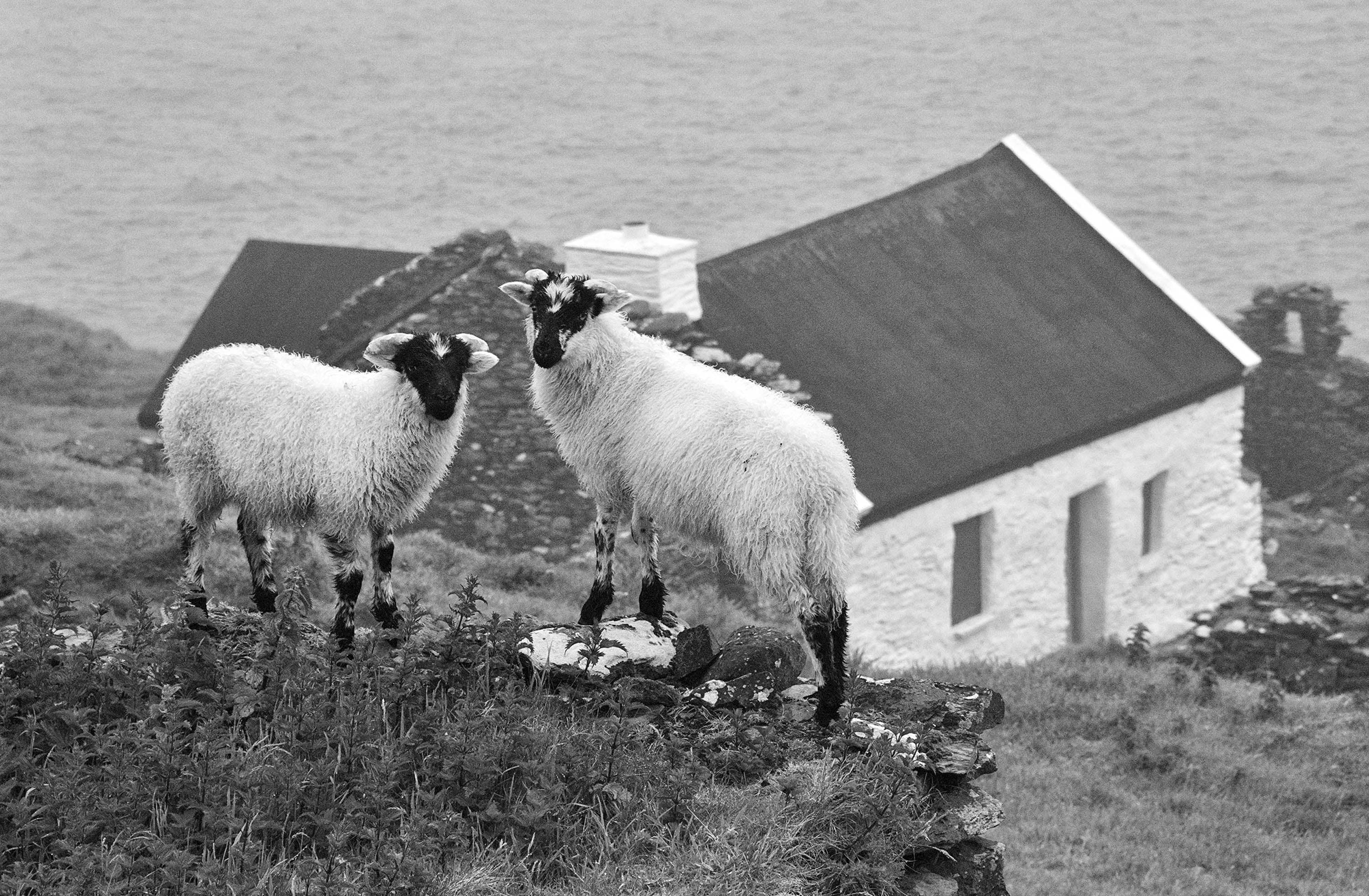 Blasket Island Sheep