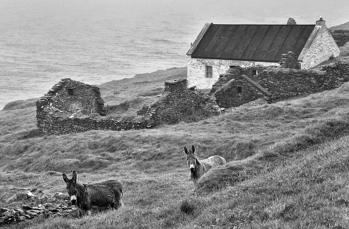Blasket Island Donkeys