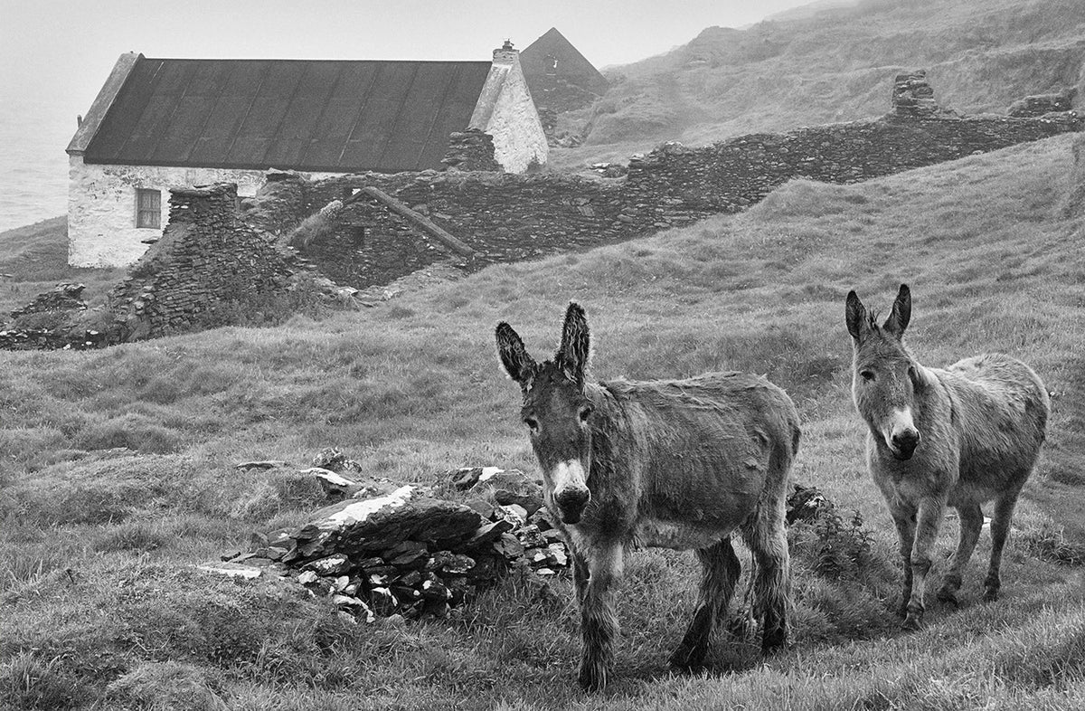 Blasket Island Donkeys