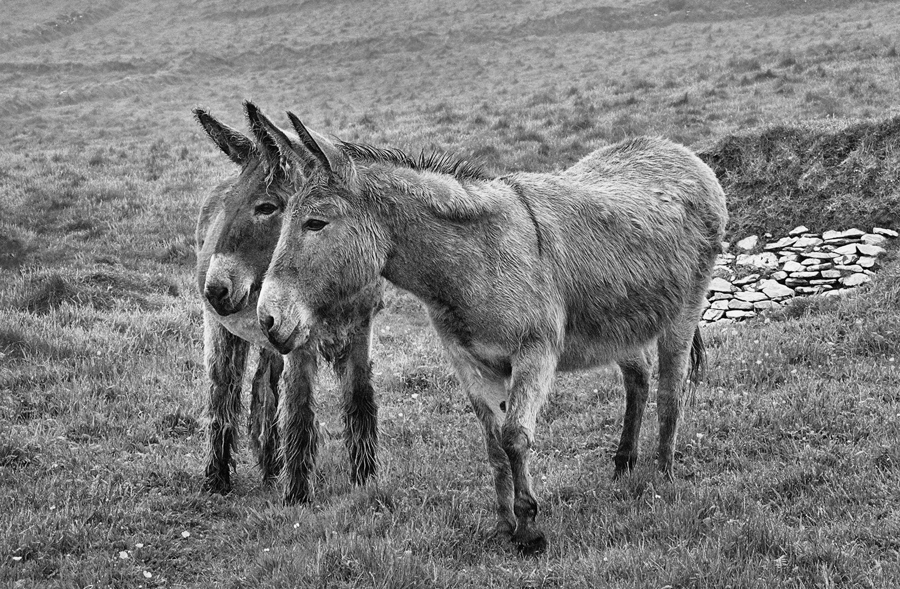 Blasket Islands Kerry Ireland 2021